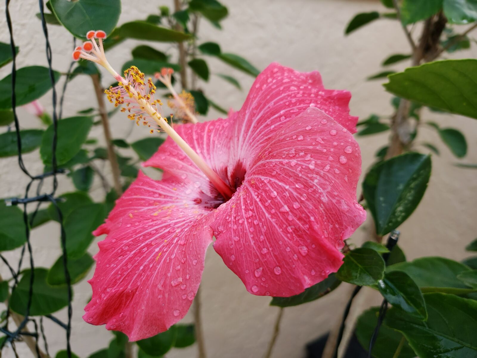 Samsung Galaxy S9 sample photo. Pink hibiscus, raindrops, hibiscus photography
