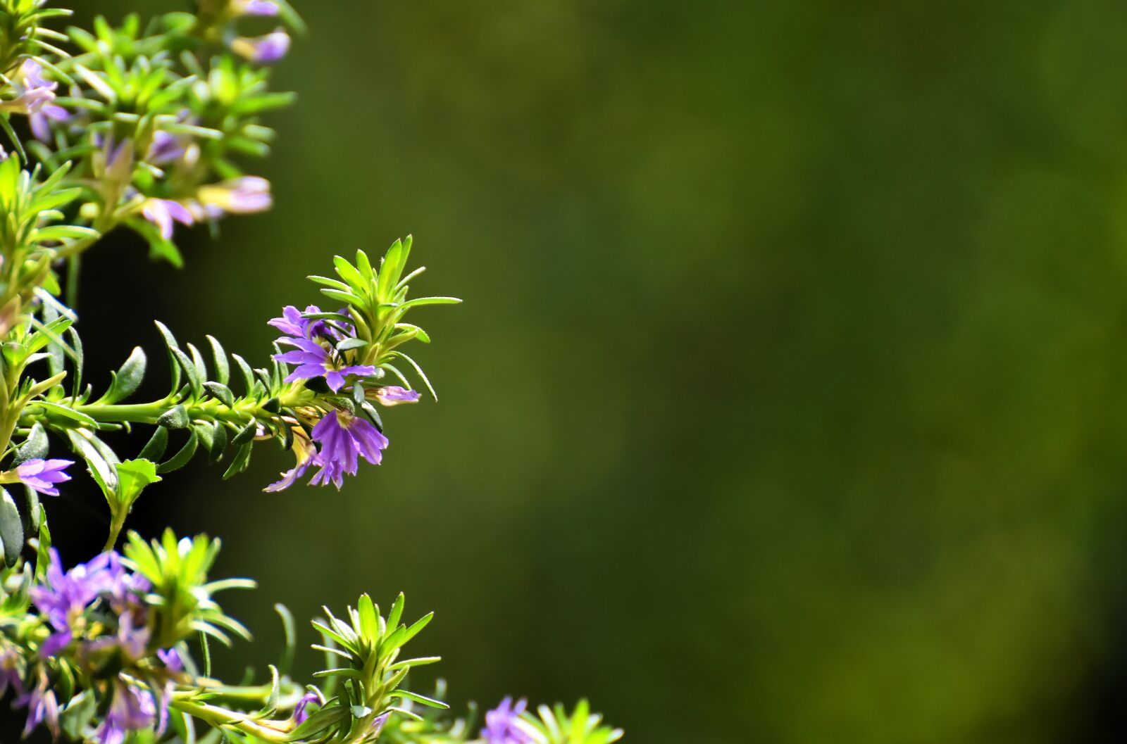 Nikon D7200 sample photo. Flowers, garden, blue flower photography