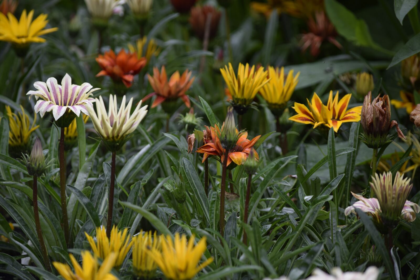 Nikon D5300 sample photo. Flowers, colors, summer photography