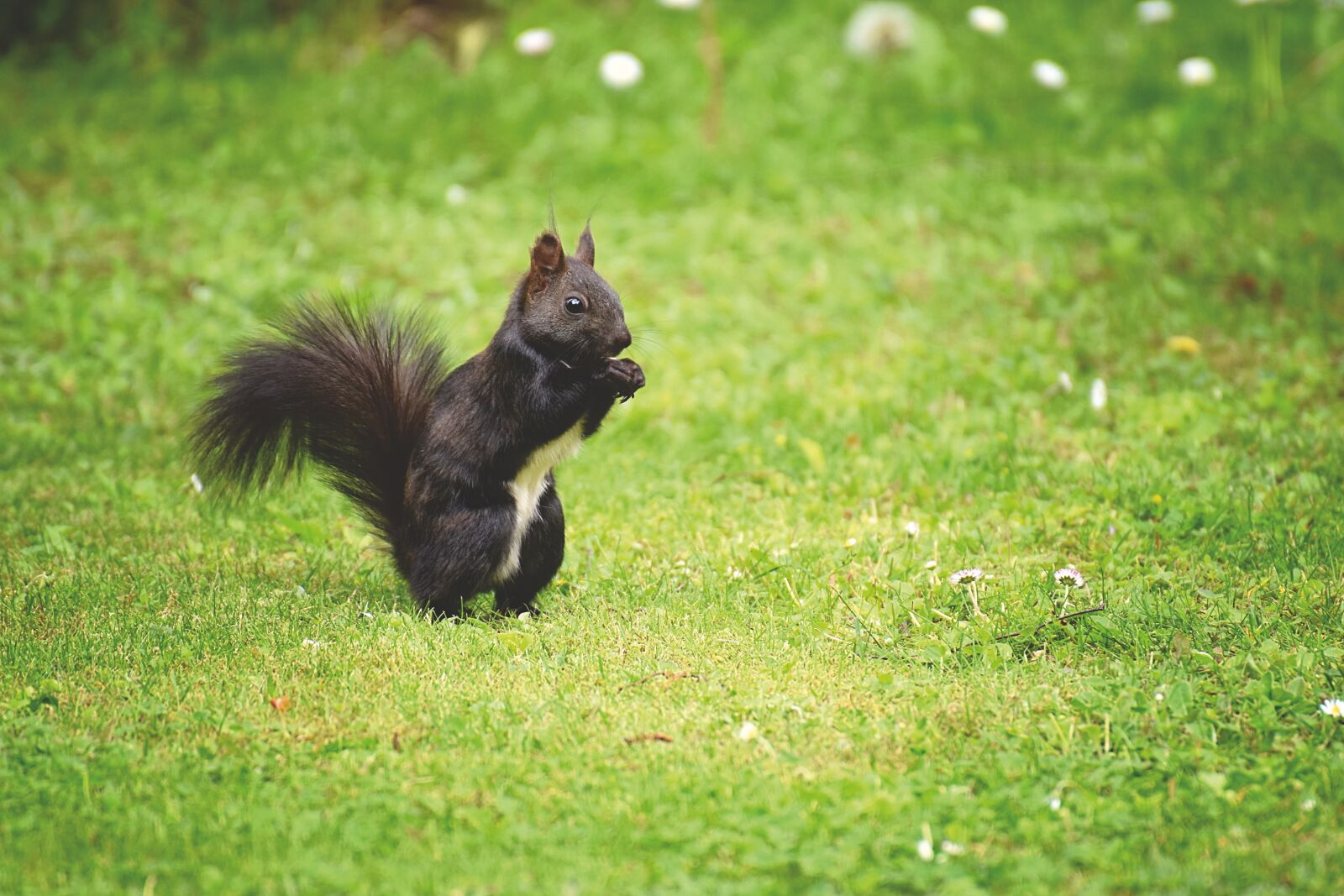 Nikon D7200 sample photo. Squirrel, nager, cute photography