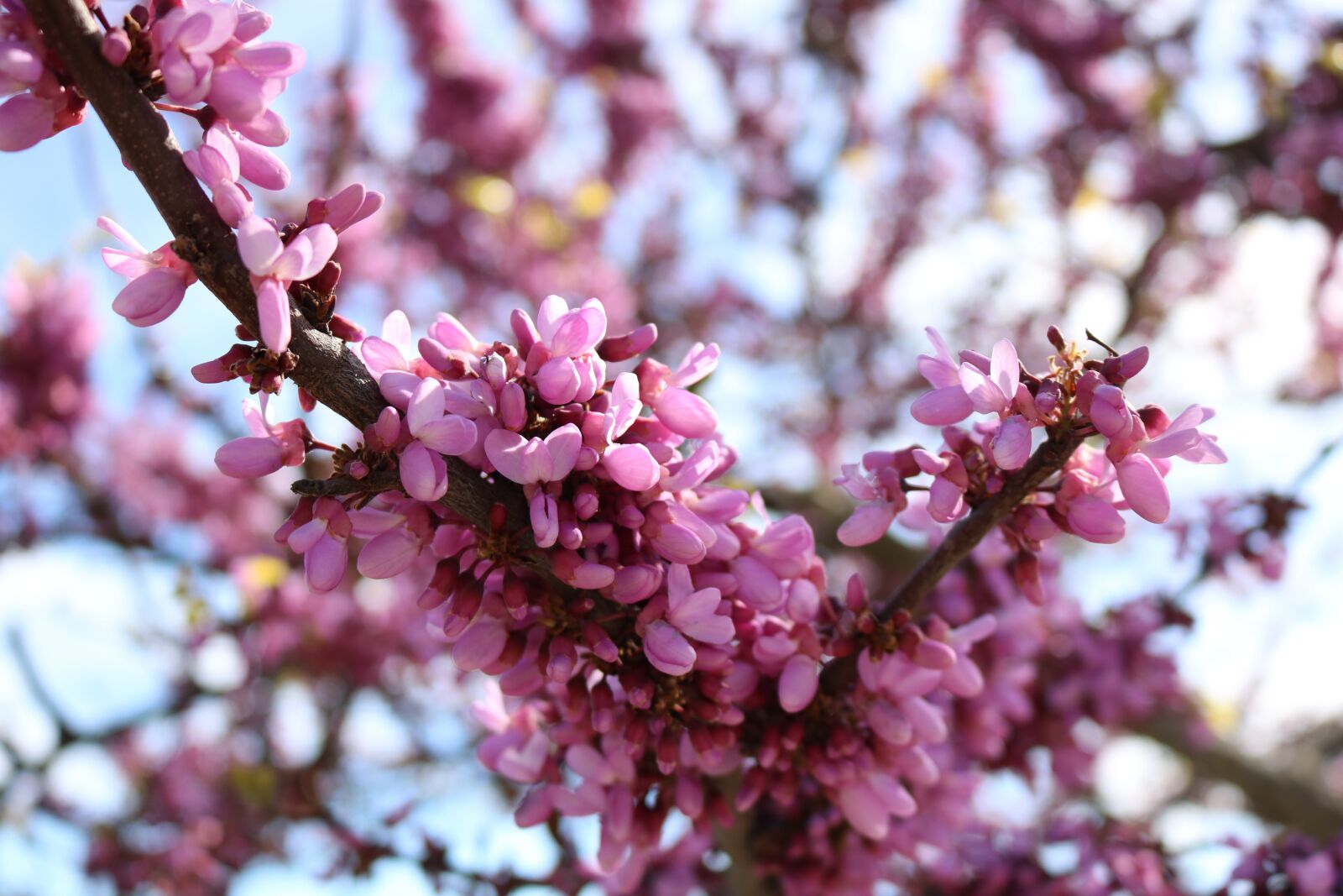 Canon EOS 750D (EOS Rebel T6i / EOS Kiss X8i) sample photo. Flowers, color, sky photography