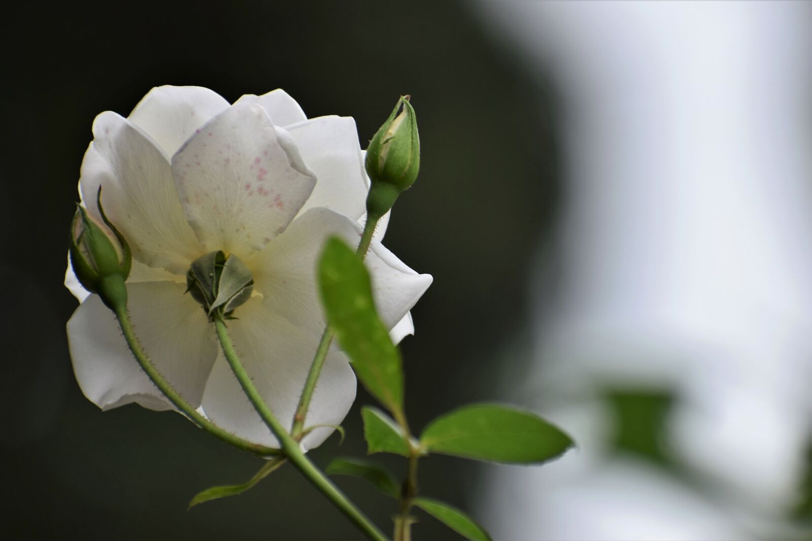 Nikon D3300 sample photo. White roses, purity symbol photography