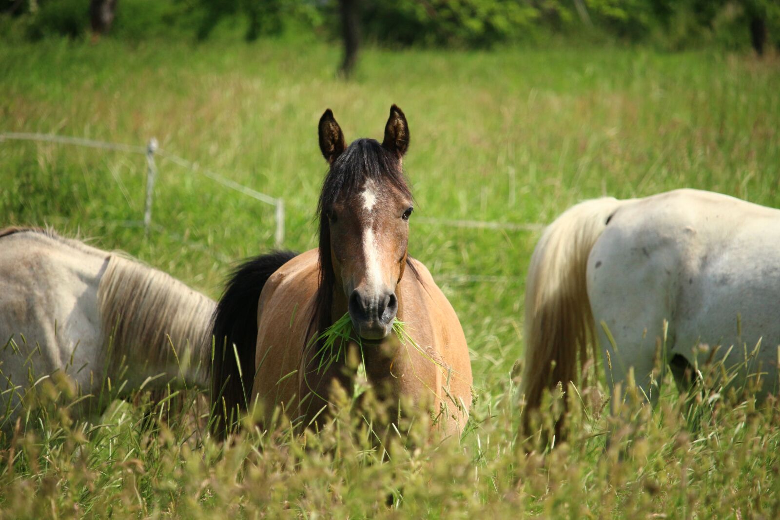 Canon EOS 100D (EOS Rebel SL1 / EOS Kiss X7) sample photo. Horse, pasture, mold photography