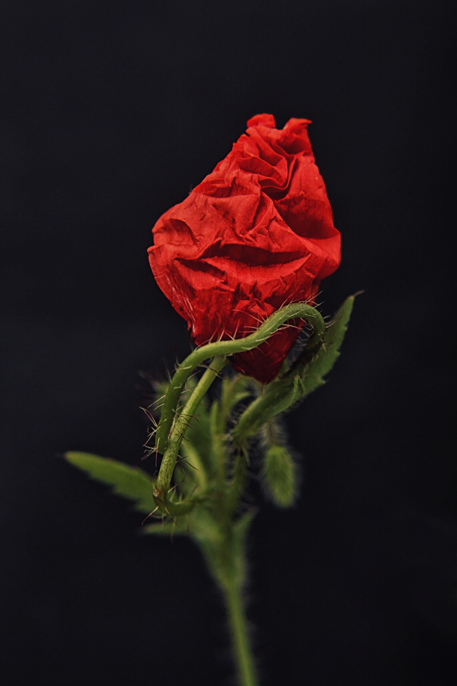 Canon EOS 650D (EOS Rebel T4i / EOS Kiss X6i) sample photo. Rose, red, roses photography