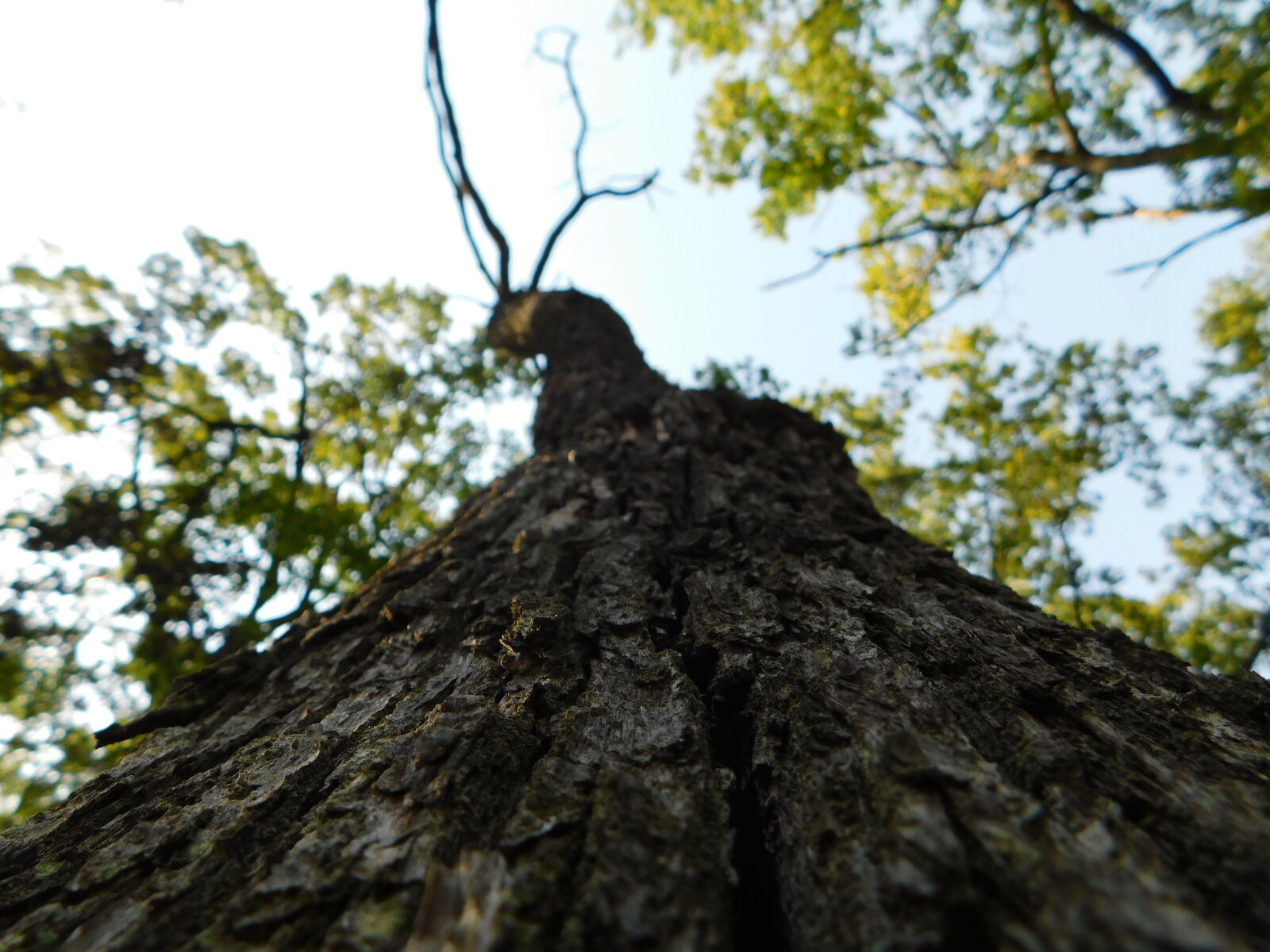 Nikon Coolpix B500 sample photo