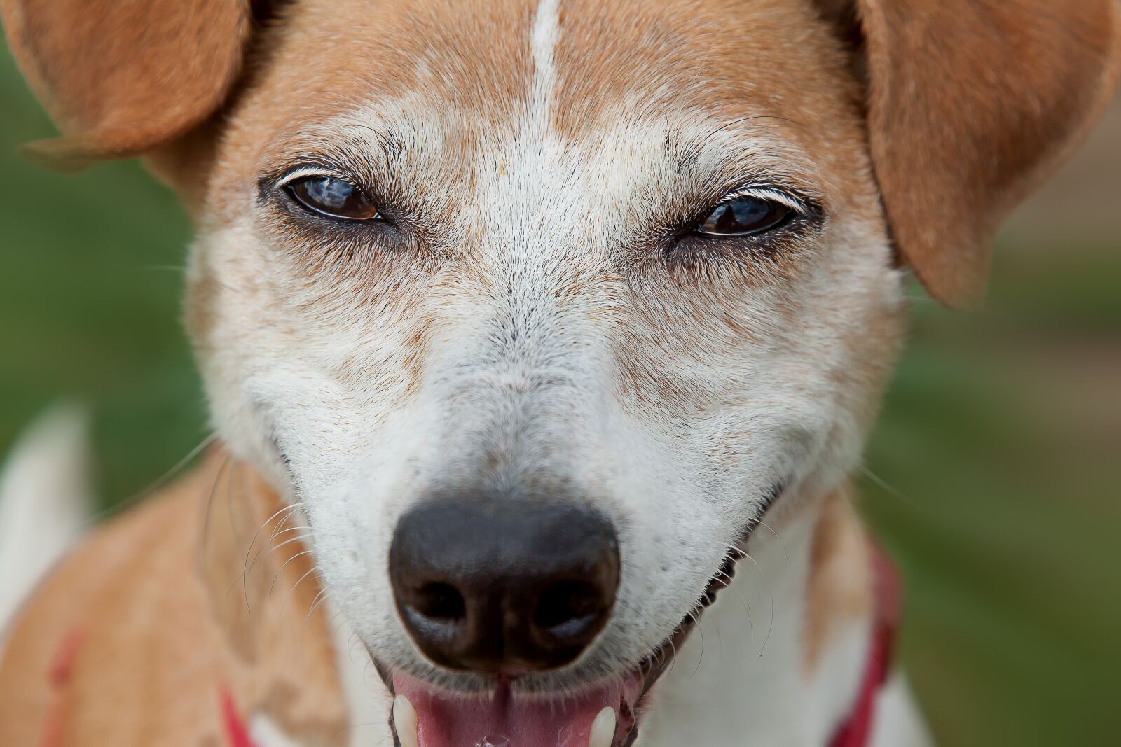 Canon EF 24-105mm F4L IS USM sample photo. Jack russel, dog, terrier photography
