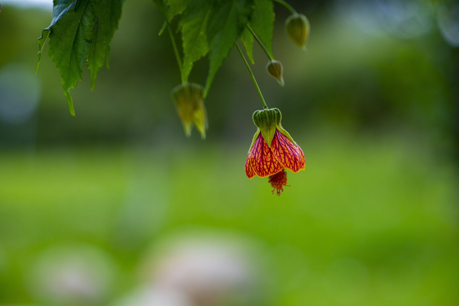 Nikon D600 sample photo. Flower, nature, petals photography