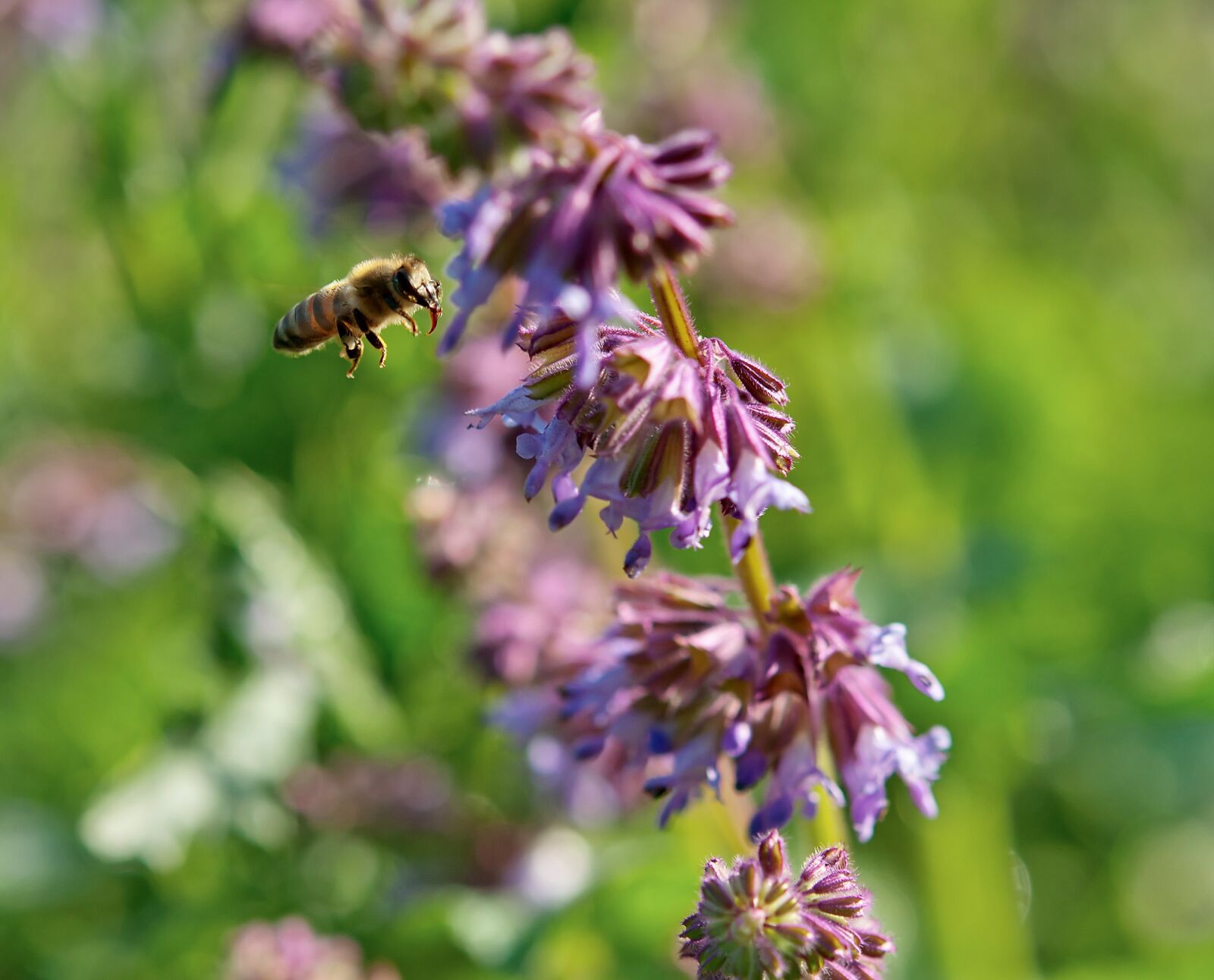 Nikon D5000 sample photo. Bee, honey, insect photography