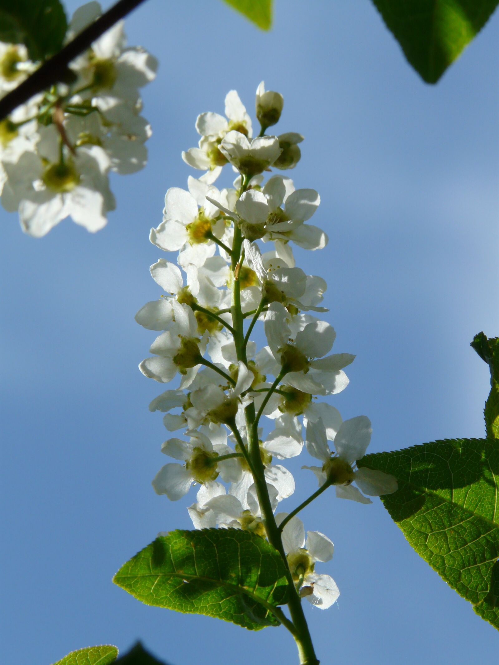 Panasonic DMC-FZ18 sample photo. Common bird cherry, flowers photography