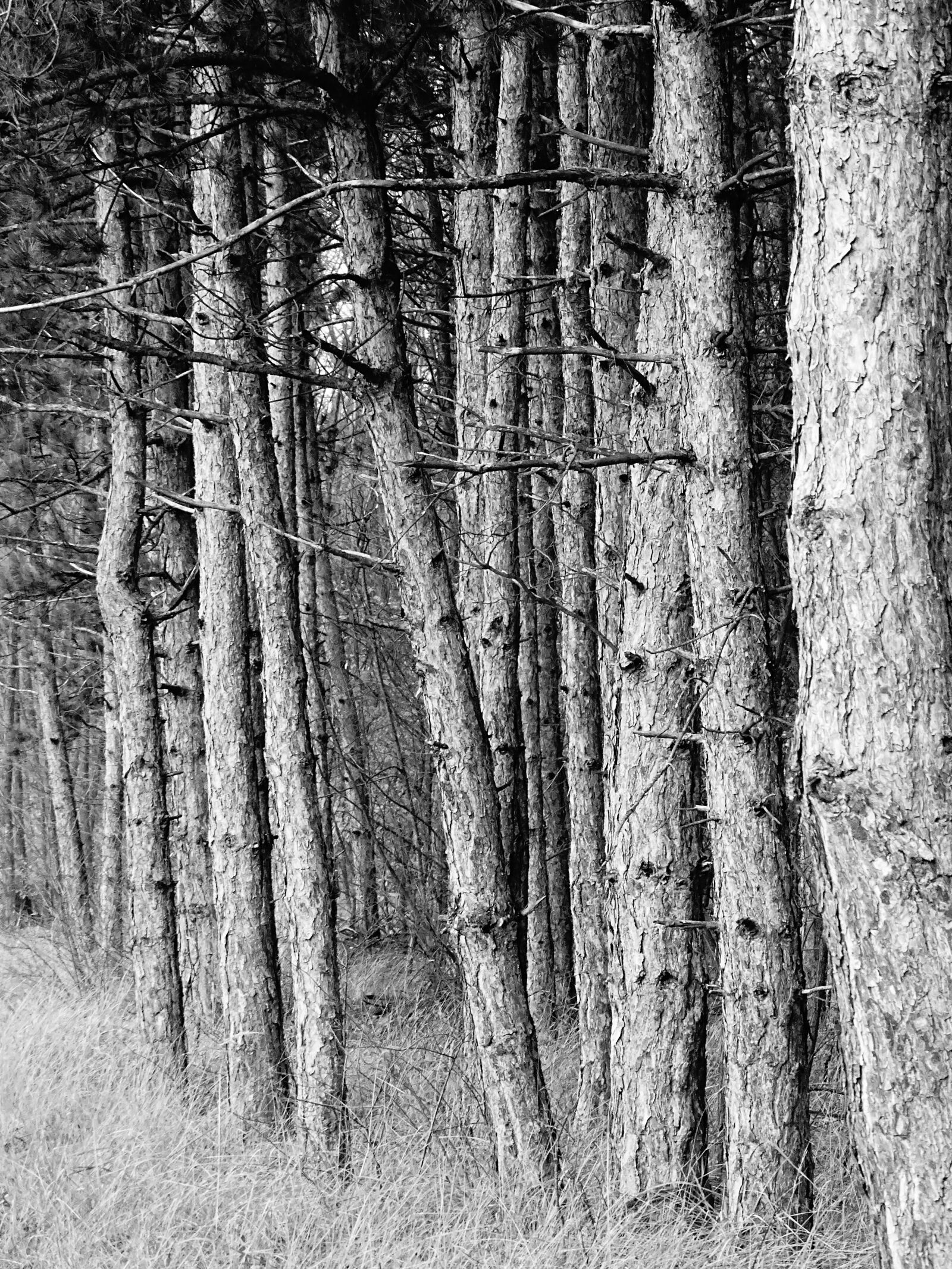 Sony Cyber-shot DSC-HX400V sample photo. Forest, autumn, branch photography