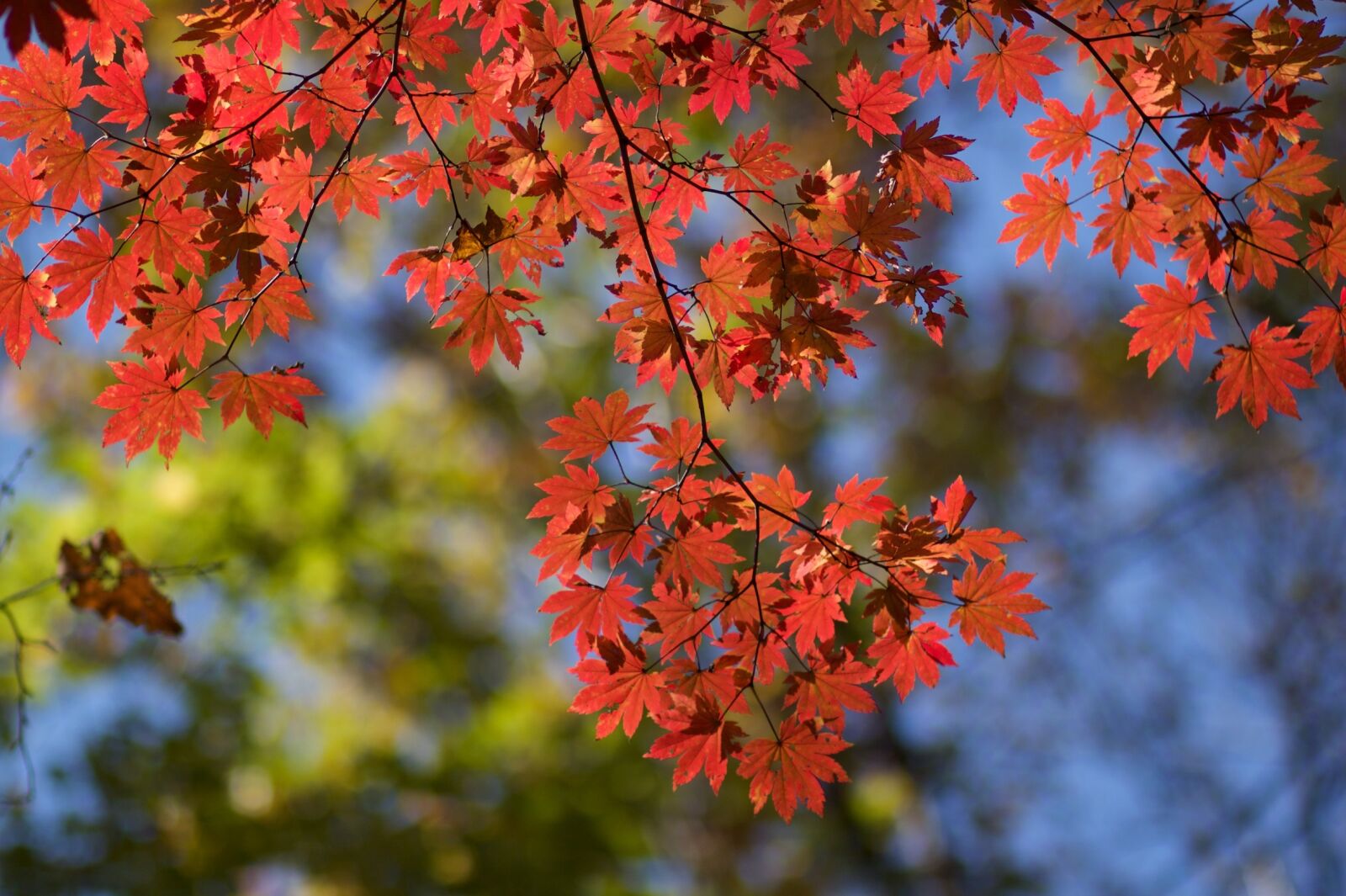 Canon EOS 500D (EOS Rebel T1i / EOS Kiss X3) sample photo. Maple, autumn, red leaves photography