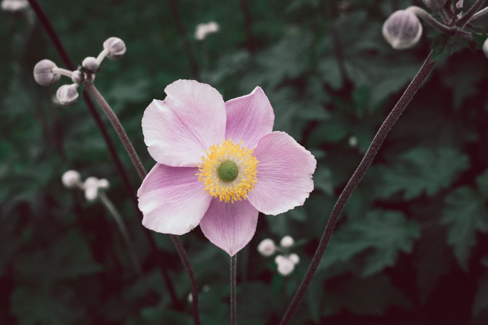 Nikon D7100 sample photo. Anemone, fall anemone, flower photography