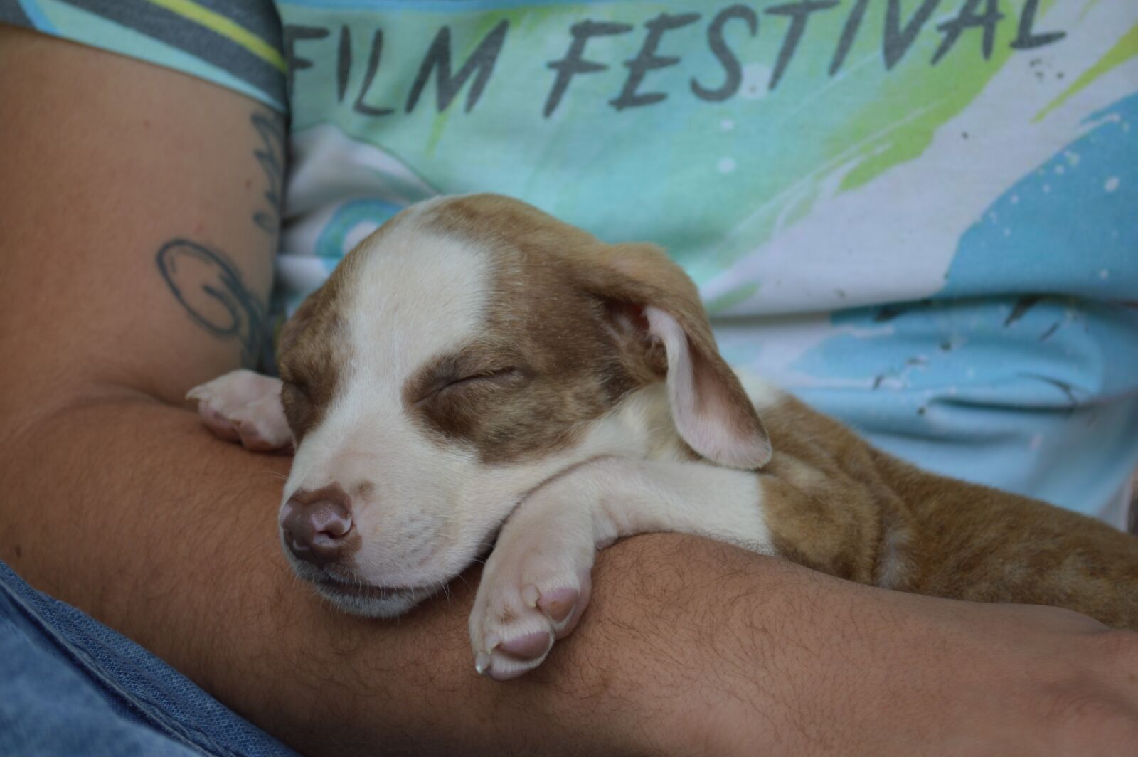 Nikon D3200 sample photo. Puppy, cachorra, dog photography