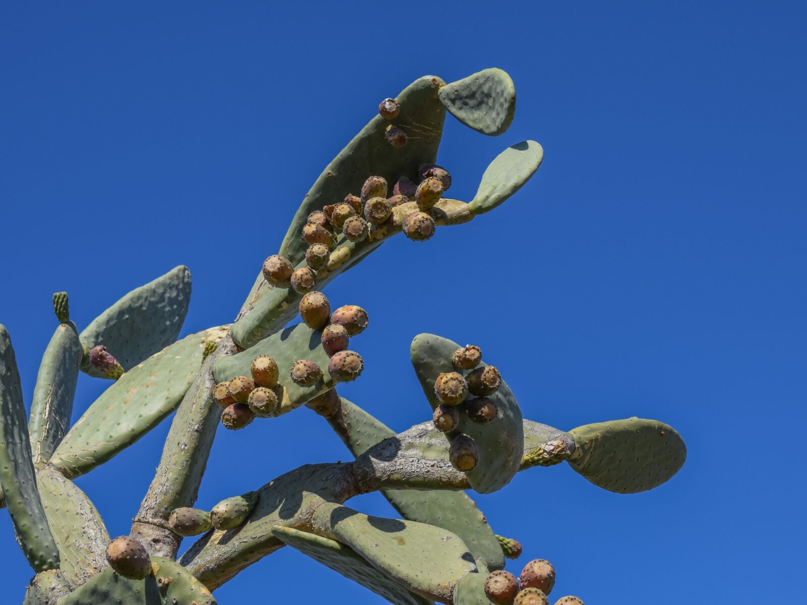 Nikon D3300 sample photo. Prickly pear, plant, cactus photography