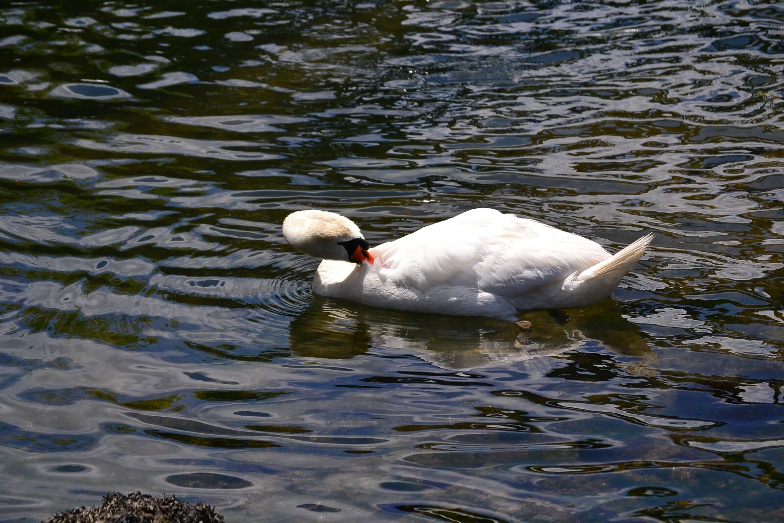 Nikon D3100 sample photo. Swan, white, peak photography
