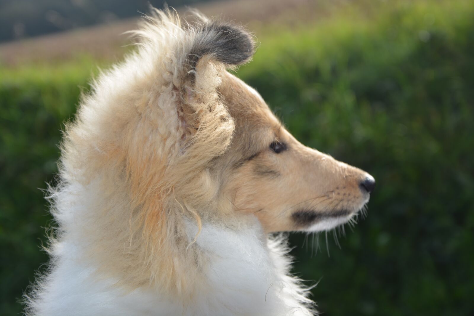 Nikon D5200 sample photo. Dog, bitch, pup photography
