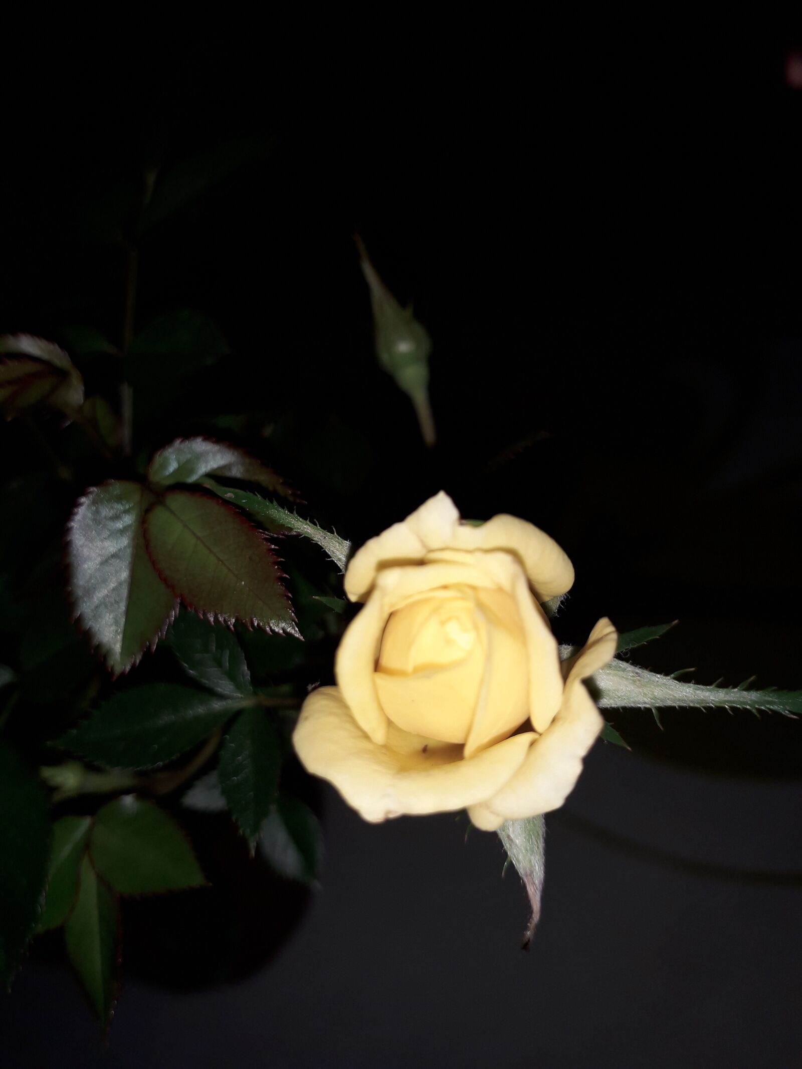 Samsung Galaxy J4 sample photo. Rosa amarilla, rosal, flor photography