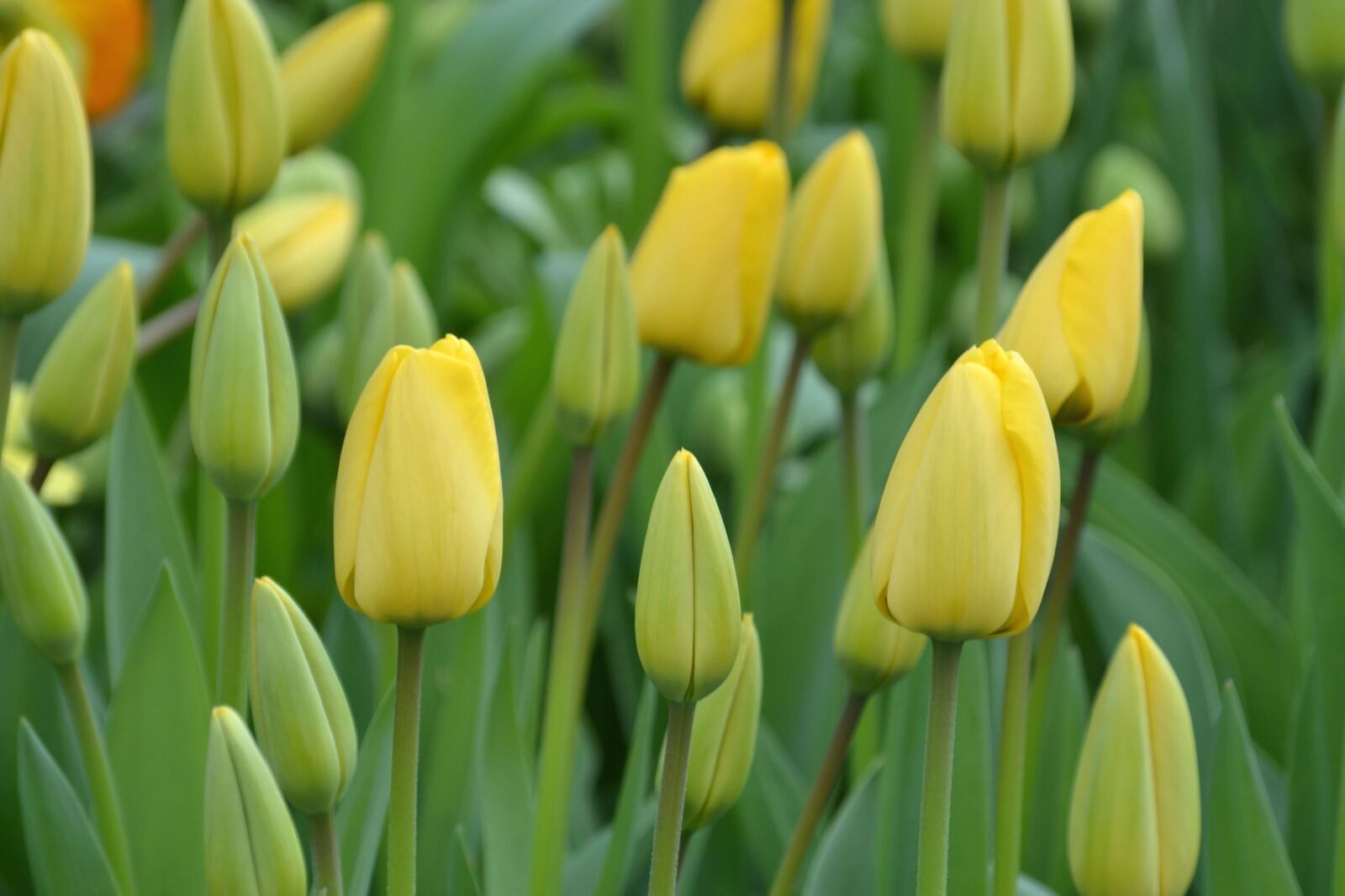 Nikon D3100 sample photo. Spring, flower garden, petals photography