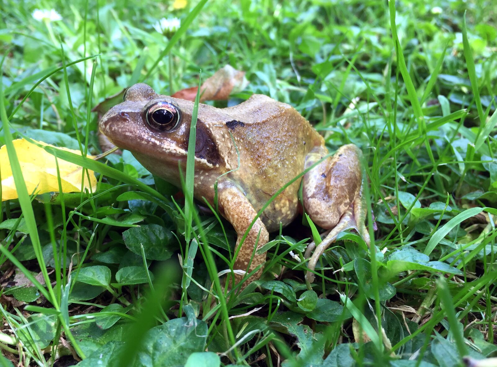 iPhone 6 back camera 4.15mm f/2.2 sample photo. Common frog, rana temporaria photography