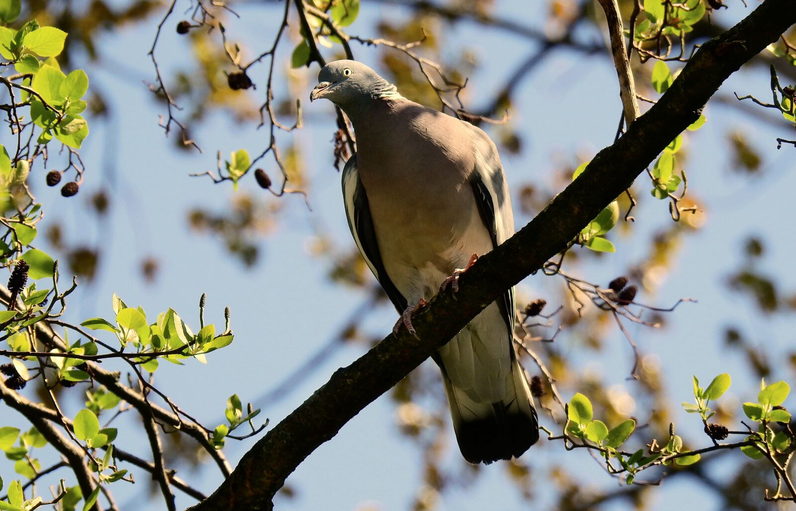 Nikon Coolpix P900 sample photo. Pigeon, dove, bird photography