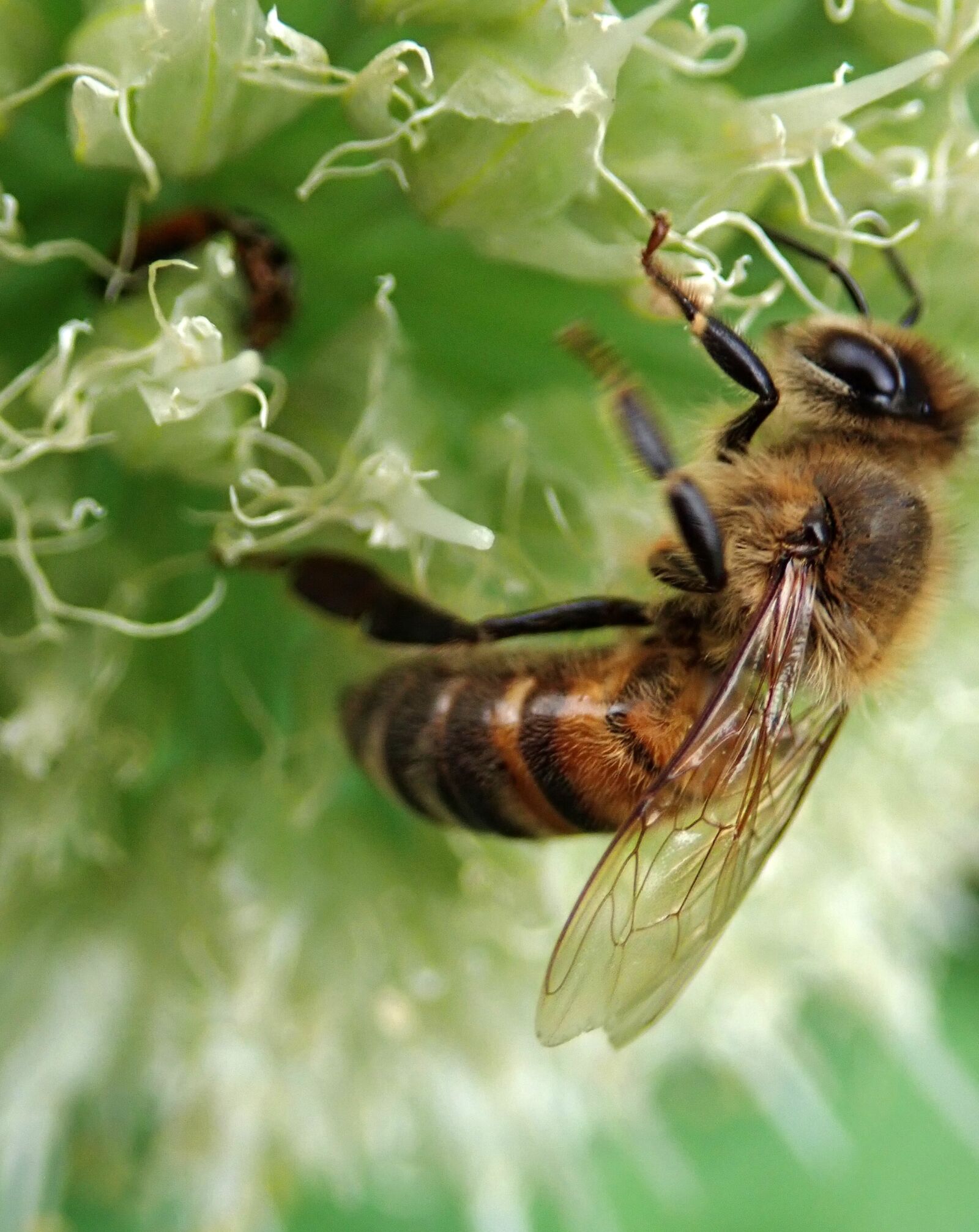 Olympus TG-5 sample photo. Bee, insect, pollen photography