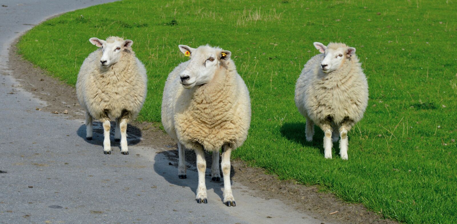 Nikon D3200 sample photo. Sheep, animals, wool photography