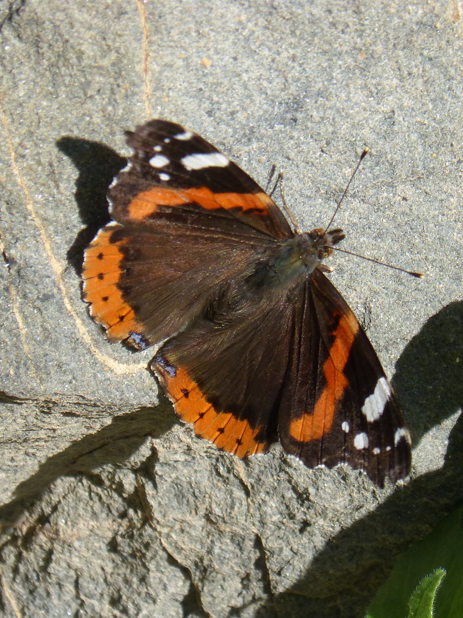 Panasonic DMC-FZ62 sample photo. Butterfly, atalanta, rock photography