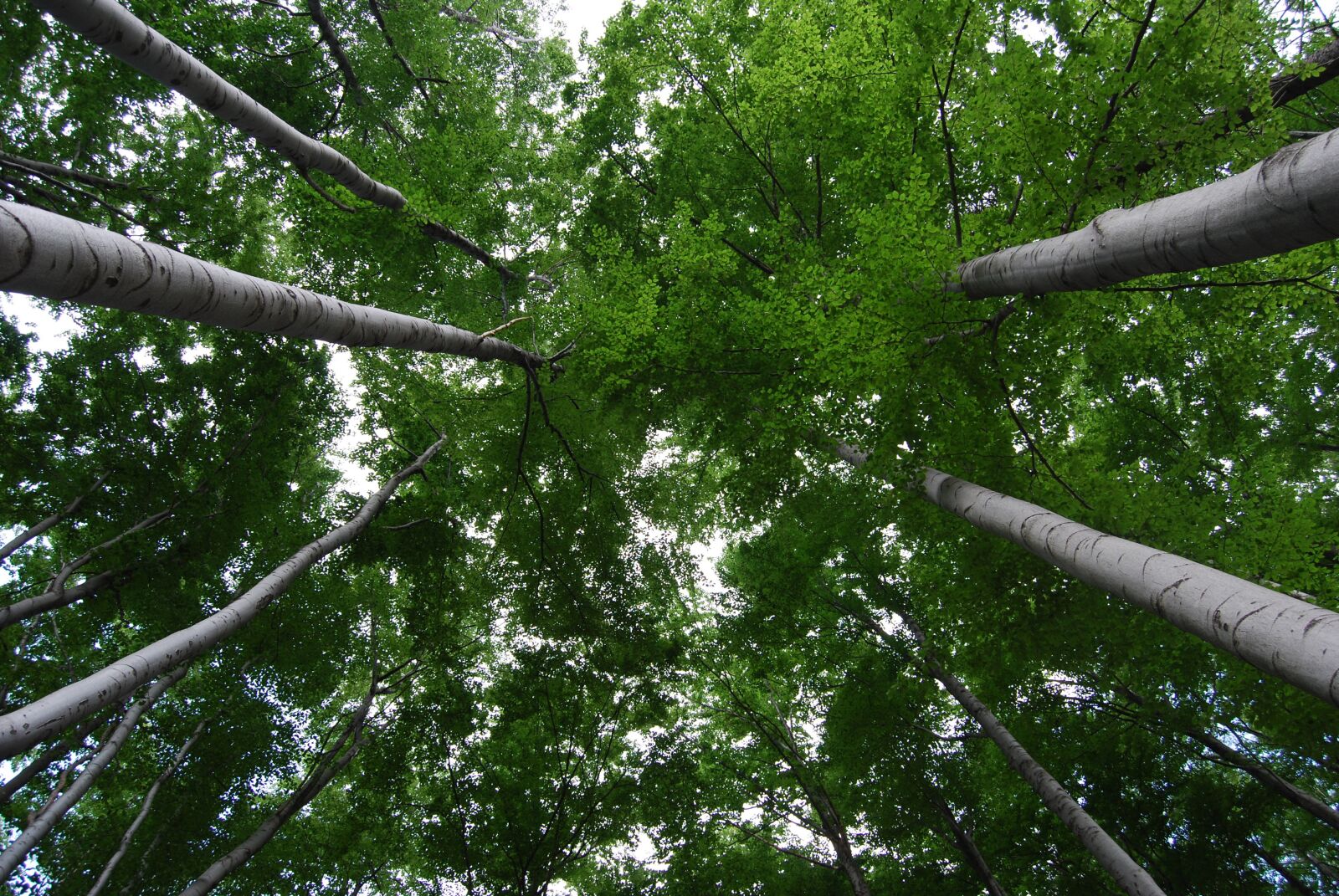 Nikon D60 sample photo. Tree, green, nature photography