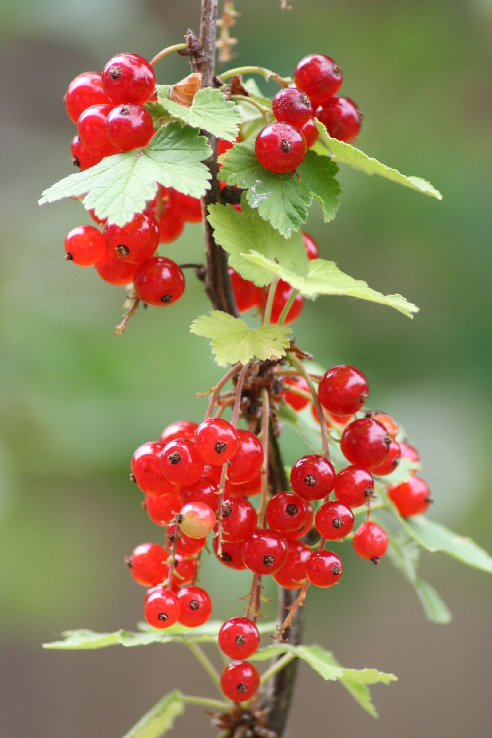 Canon EOS 400D (EOS Digital Rebel XTi / EOS Kiss Digital X) sample photo. Currants, plant, red currant photography