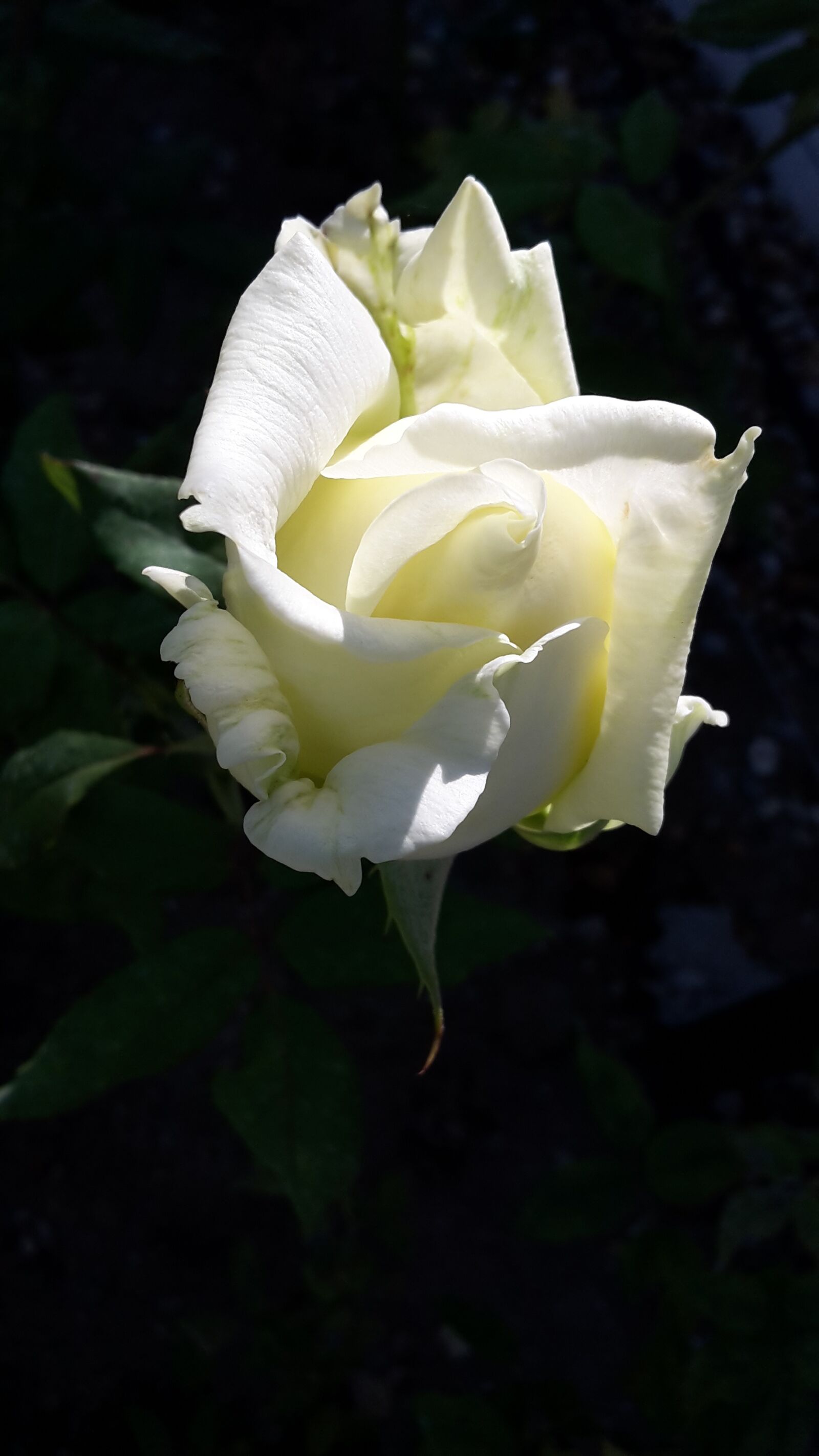 Samsung Galaxy S5 Mini sample photo. Rose, white, white rose photography