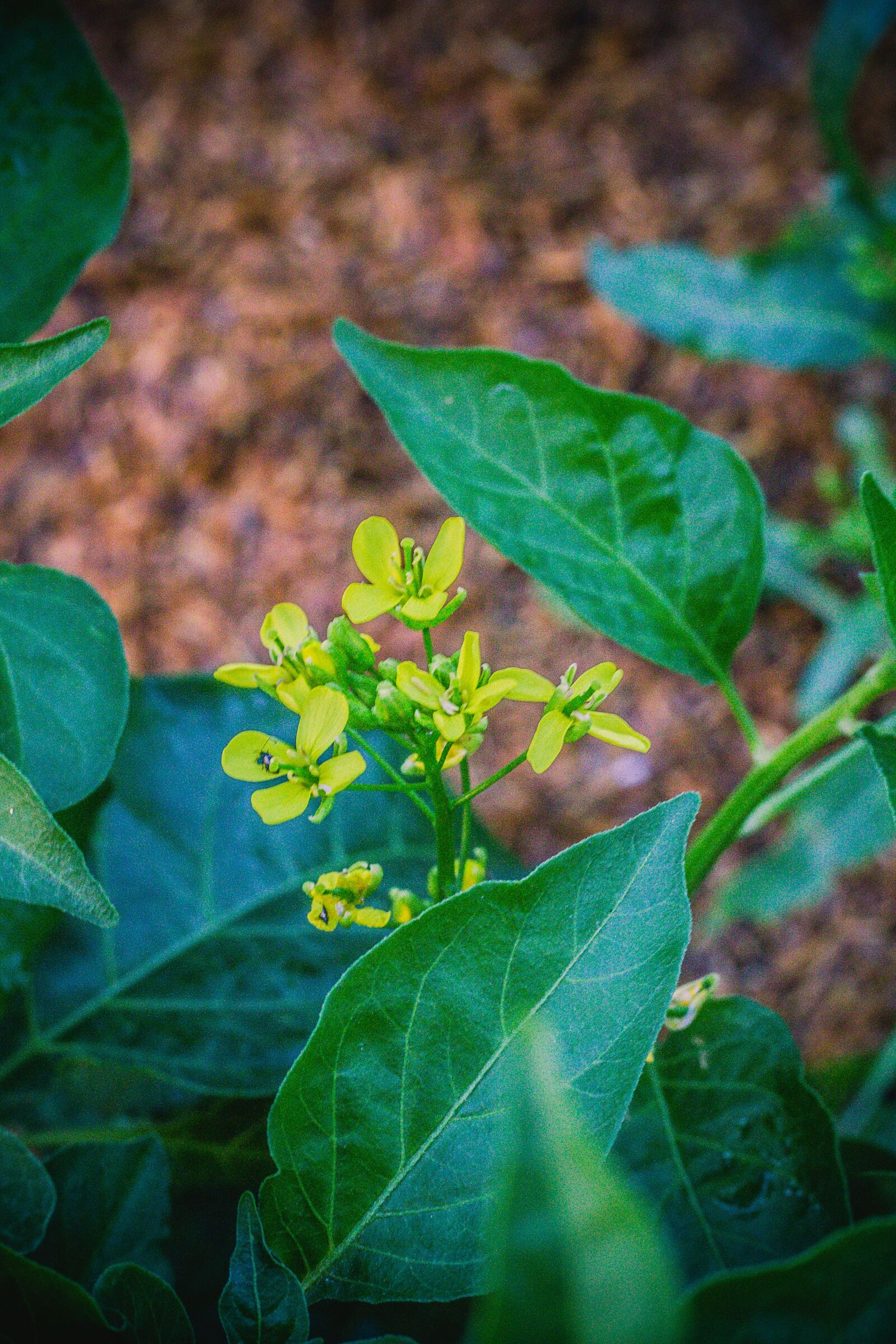 Canon EOS 700D (EOS Rebel T5i / EOS Kiss X7i) + Canon EF 50mm F1.8 STM sample photo. Vegetable, food, flower photography