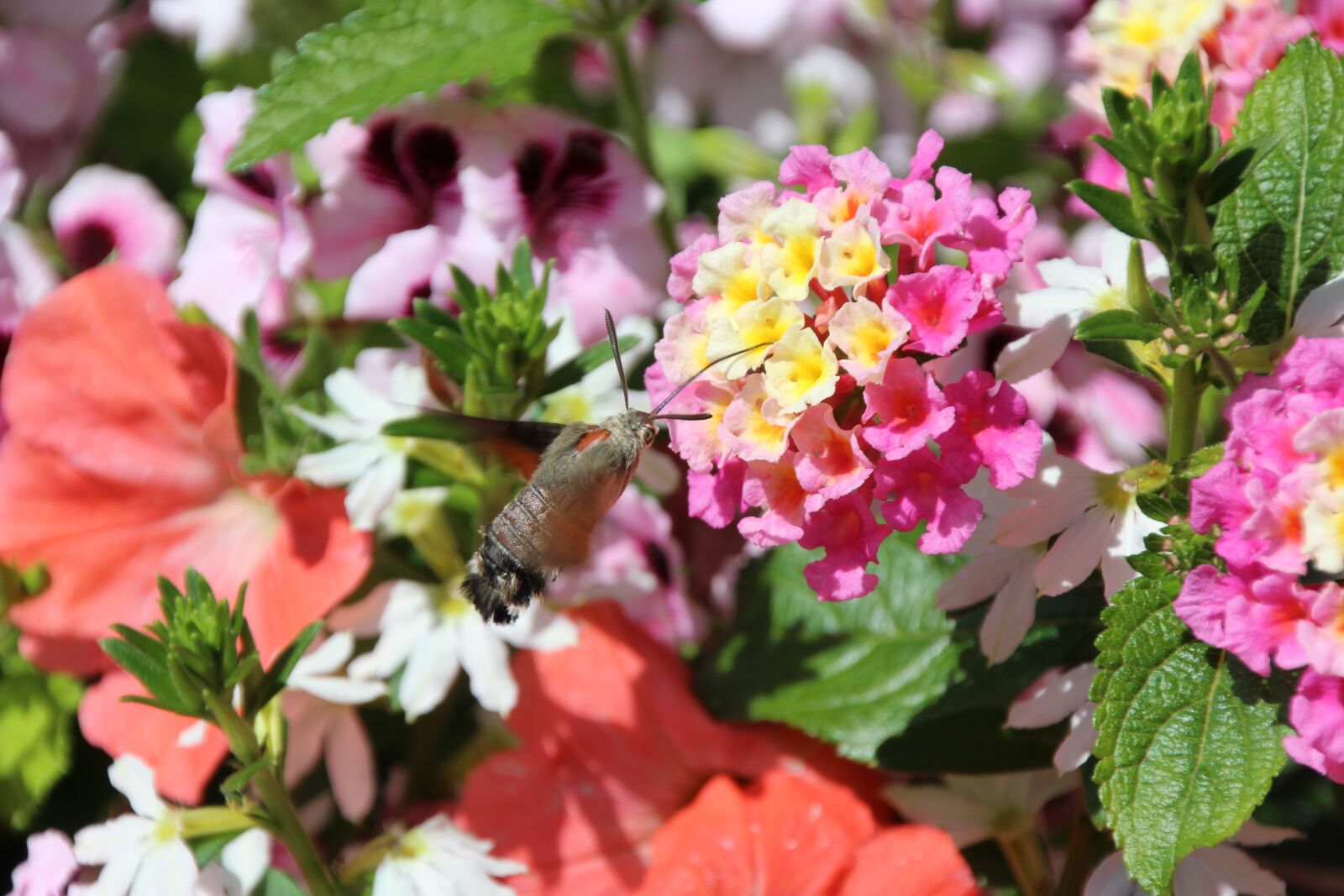 Canon EOS 1200D (EOS Rebel T5 / EOS Kiss X70 / EOS Hi) sample photo. Proboscis, insect, suction nozzles photography
