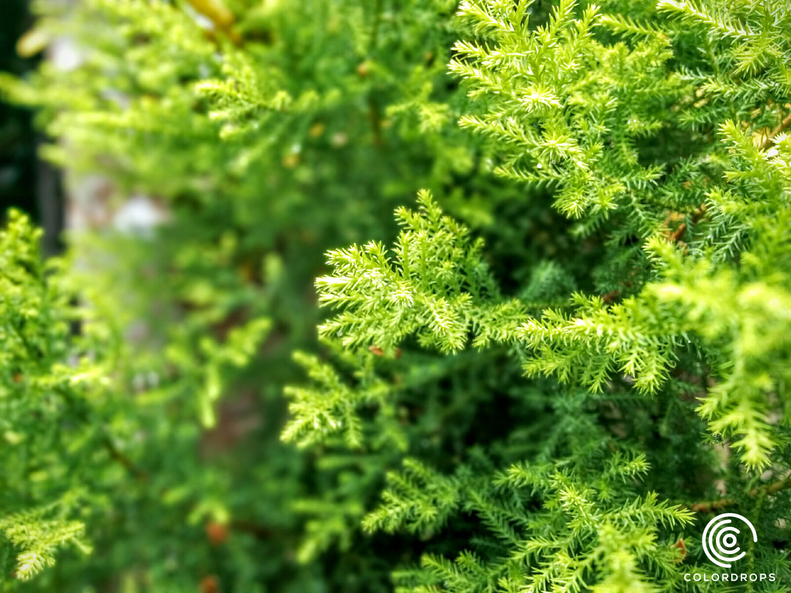 LG Nexus 5 sample photo. Drops, green, niyasconnect, winter photography