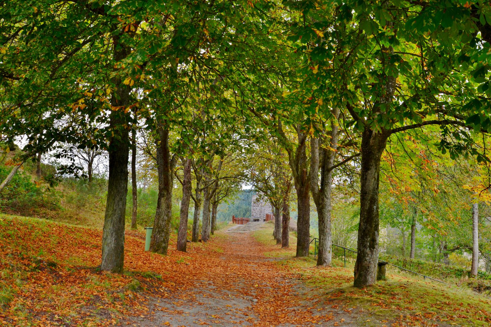 Nikon D600 sample photo. Avenue, trees, fall colors photography