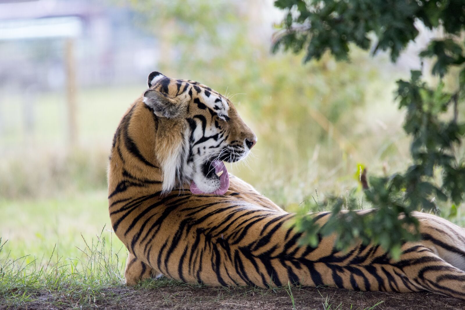 Nikon D5200 sample photo. Tiger, licking, lick photography