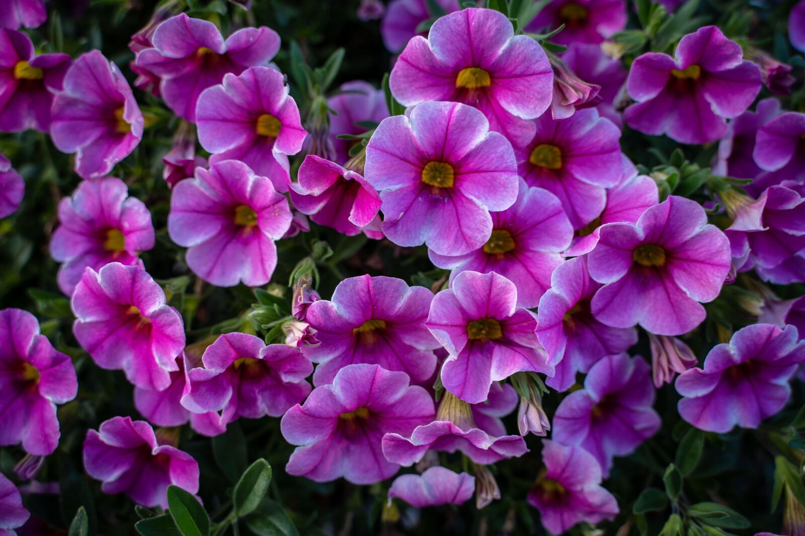 Sony a7 III + Tamron 28-75mm F2.8 Di III RXD sample photo. Flowers, bloom, plant photography