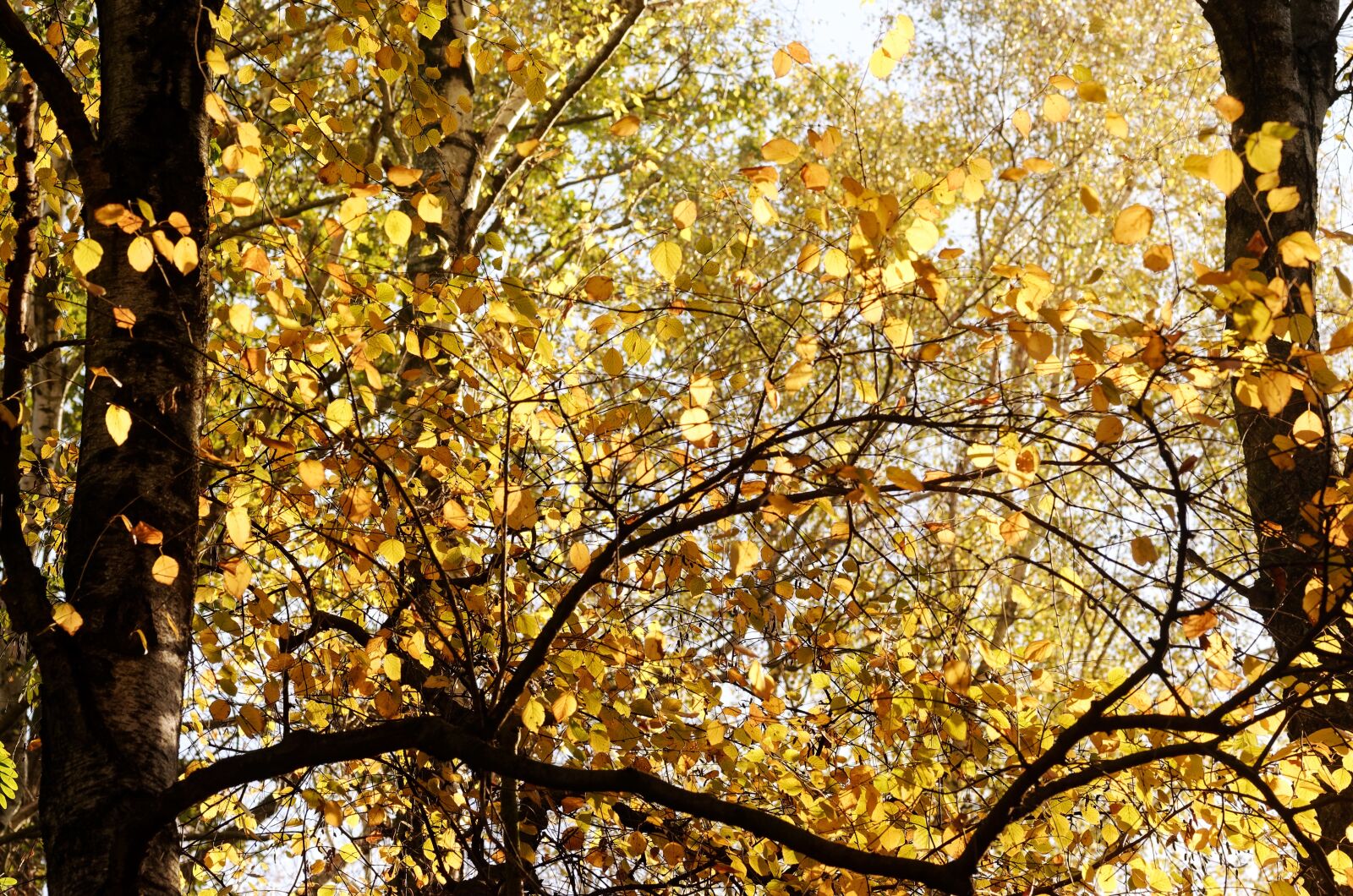 Nikon D5100 sample photo. Landscape, autumn, forest photography