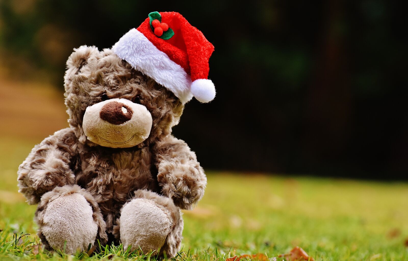 Nikon D7200 sample photo. Christmas, teddy, soft toy photography