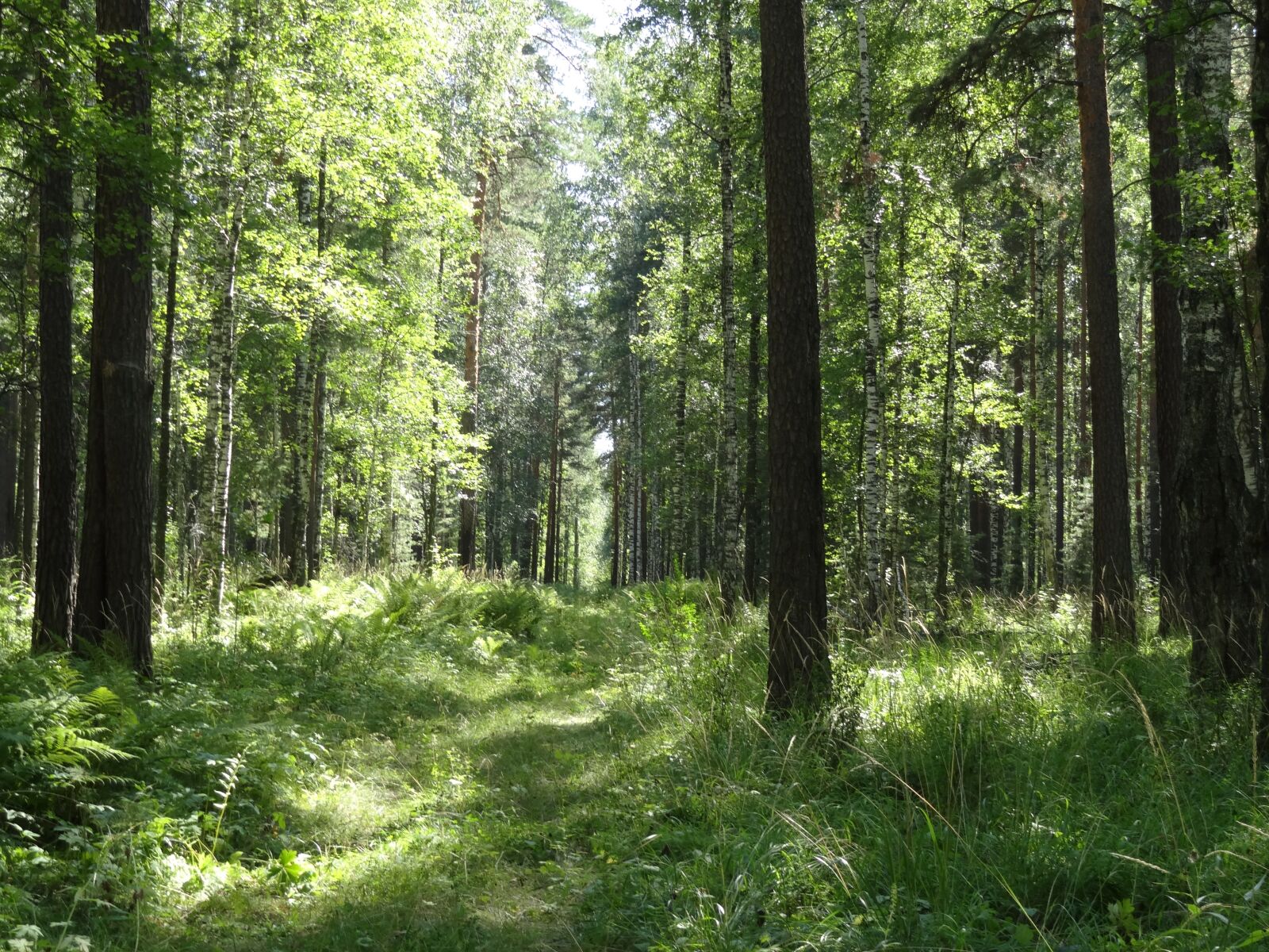 Sony Cyber-shot DSC-HX10V sample photo. Summer, nature, forest photography
