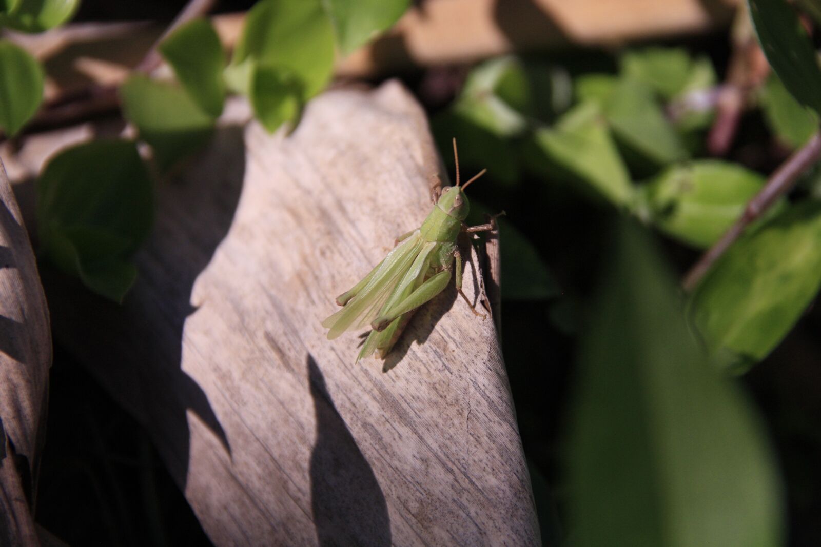 Canon EOS 450D (EOS Rebel XSi / EOS Kiss X2) sample photo. Grasshopper, nature, garden photography