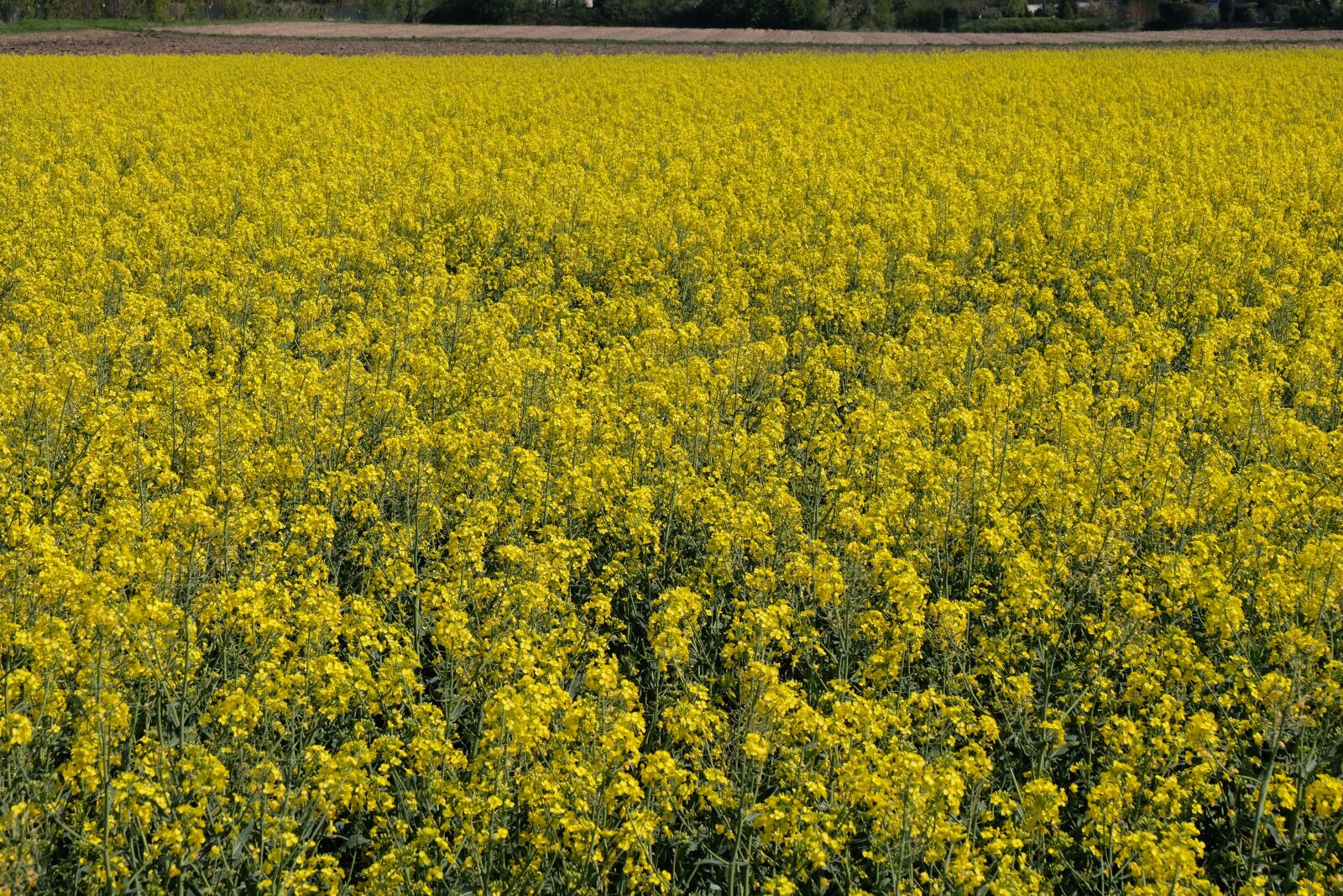 Fujifilm X-T20 sample photo. Oilseed rape, spring, landscape photography