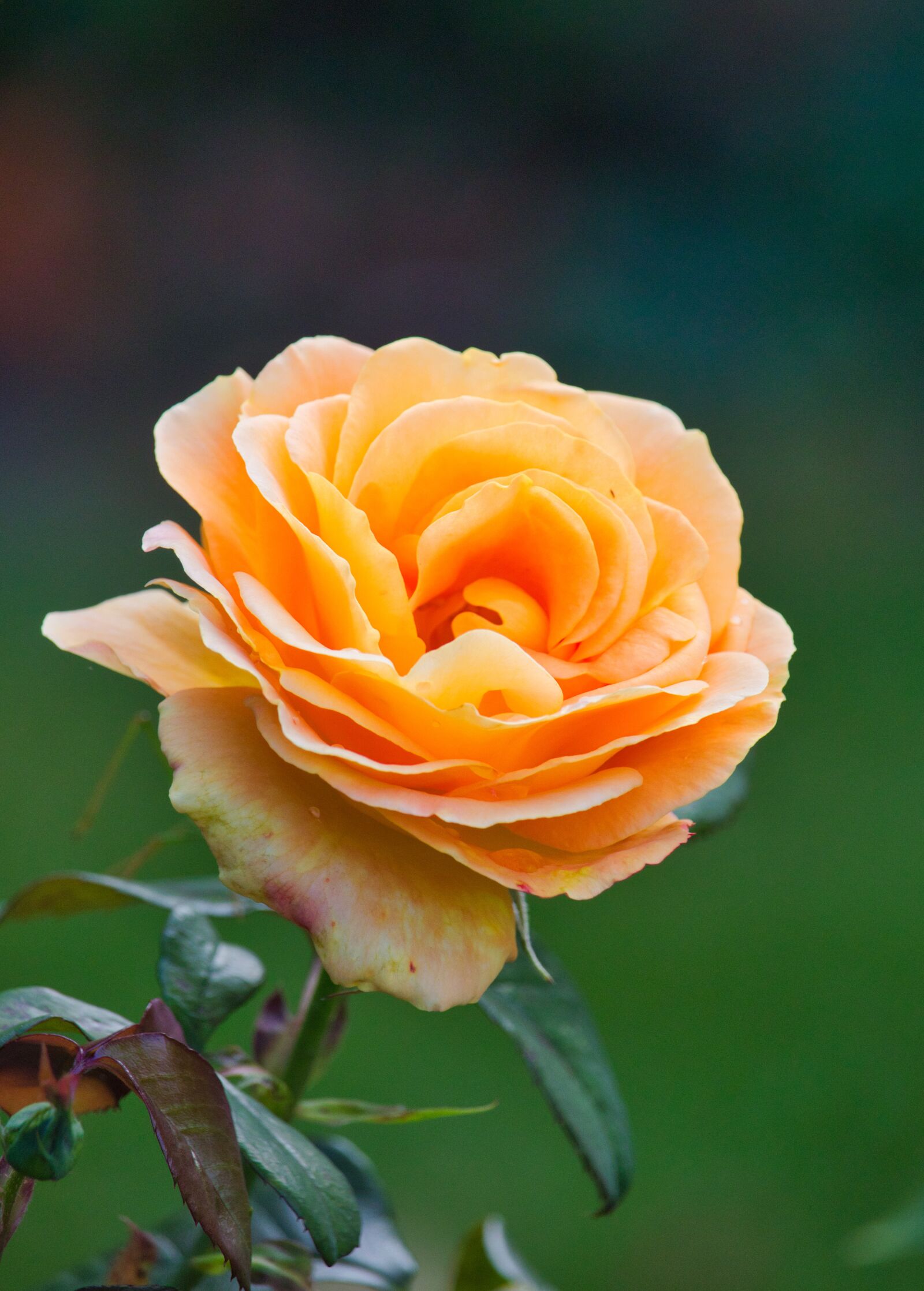 Canon EOS 200D (EOS Rebel SL2 / EOS Kiss X9) sample photo. Rose, yellow, bright photography