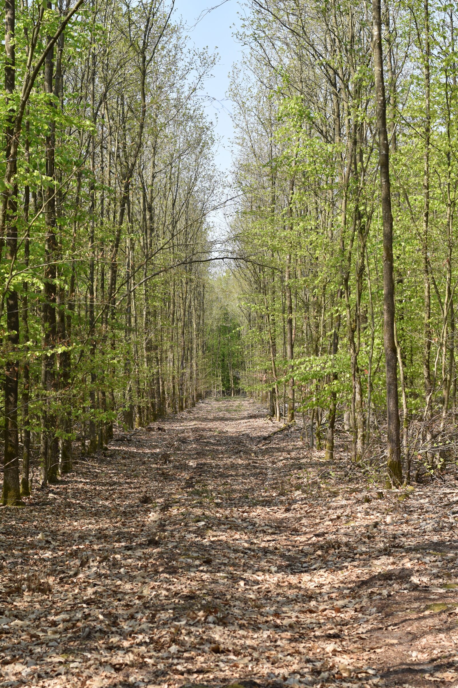 Nikon D5500 sample photo. Wood, nature, landscape photography