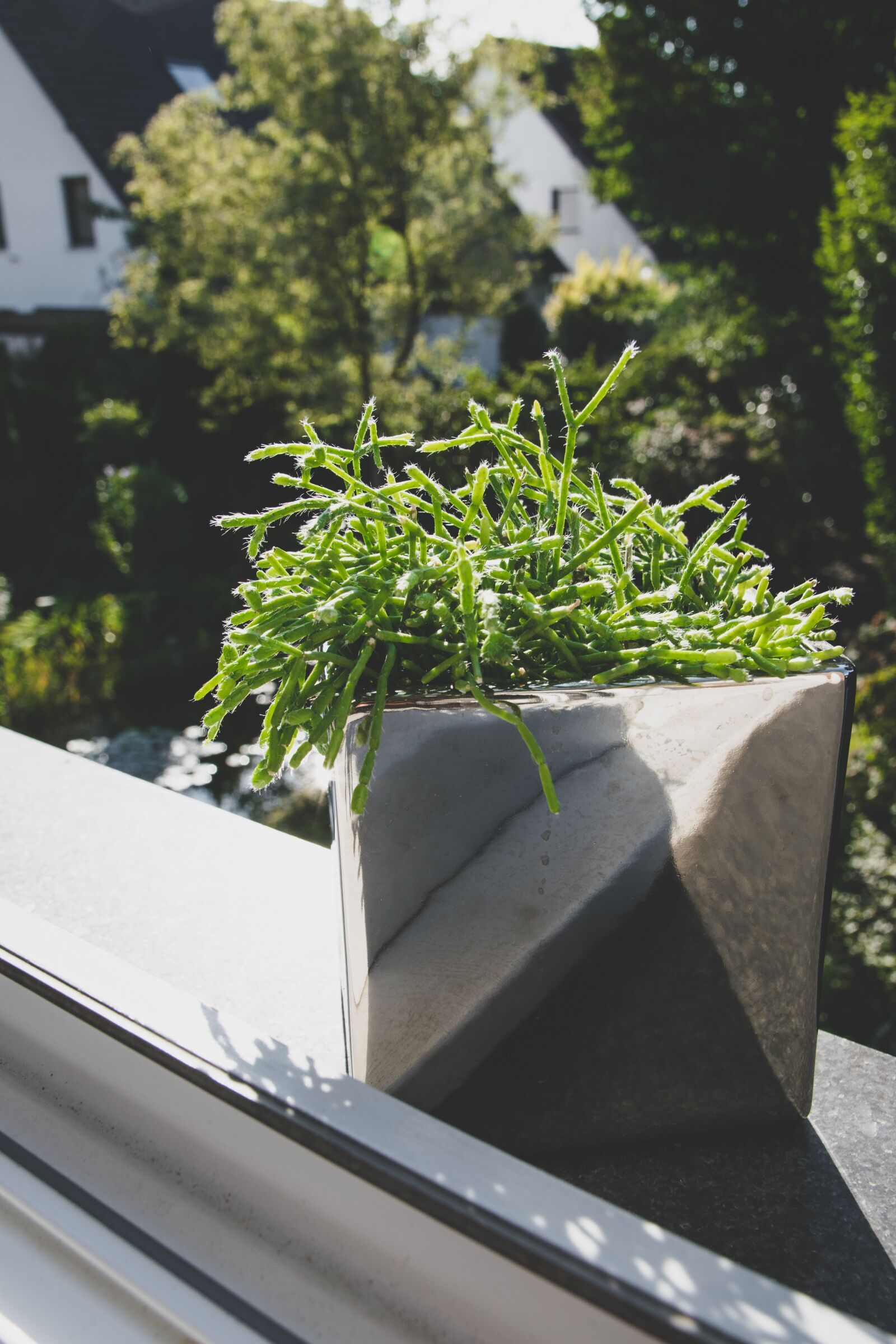 Nikon D3300 sample photo. Plant, window, window sill photography