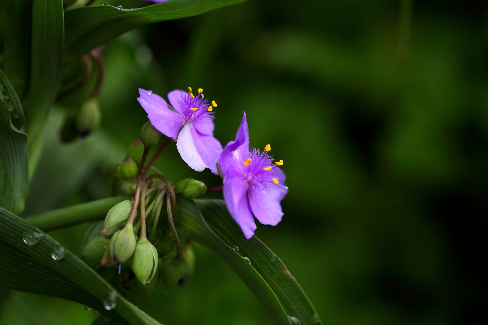 Canon EOS 5D Mark II sample photo. Nature, flowers, plants photography