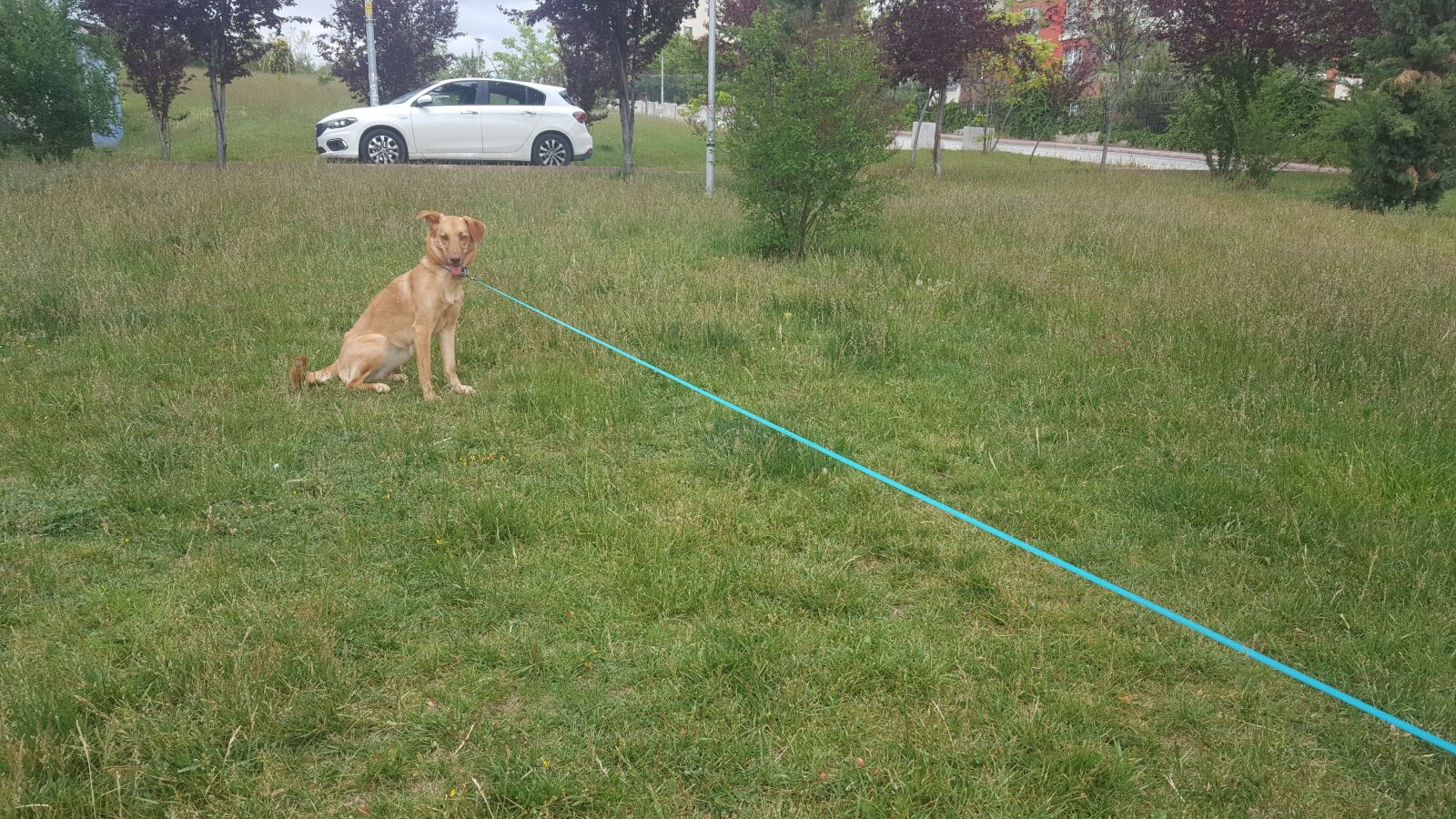Samsung Galaxy Note5 sample photo. Dog, yellow, rope photography