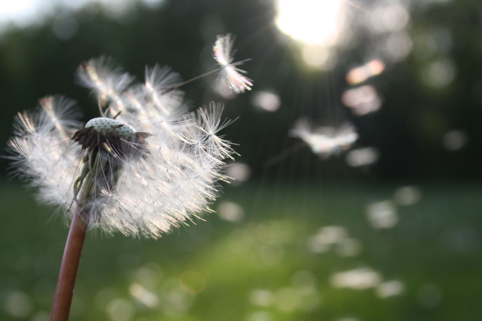 Canon EF-S 18-55mm F3.5-5.6 II sample photo. Dandelion, nature, sunlight photography