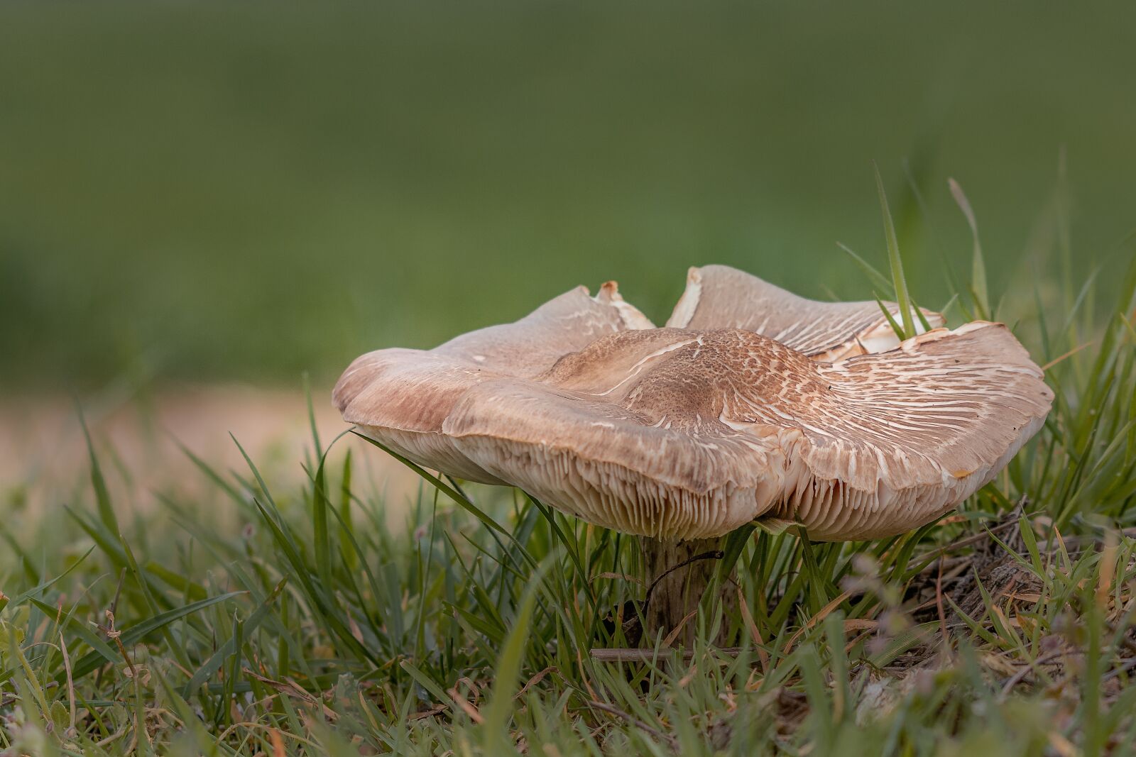 Canon EOS 70D sample photo. Mushroom, nature, meadow photography