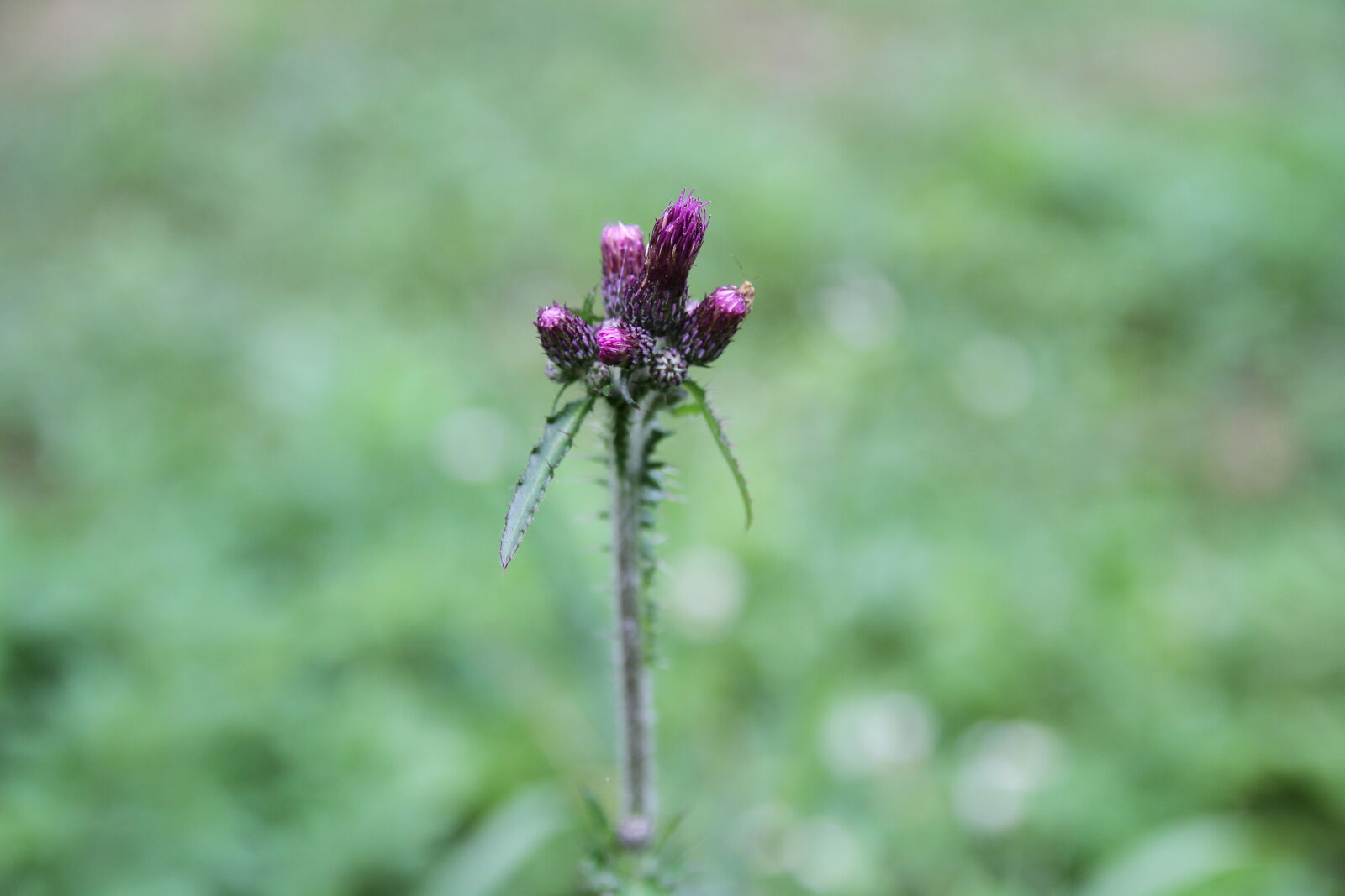 Canon EOS 7D sample photo. Flour, forest, nature photography