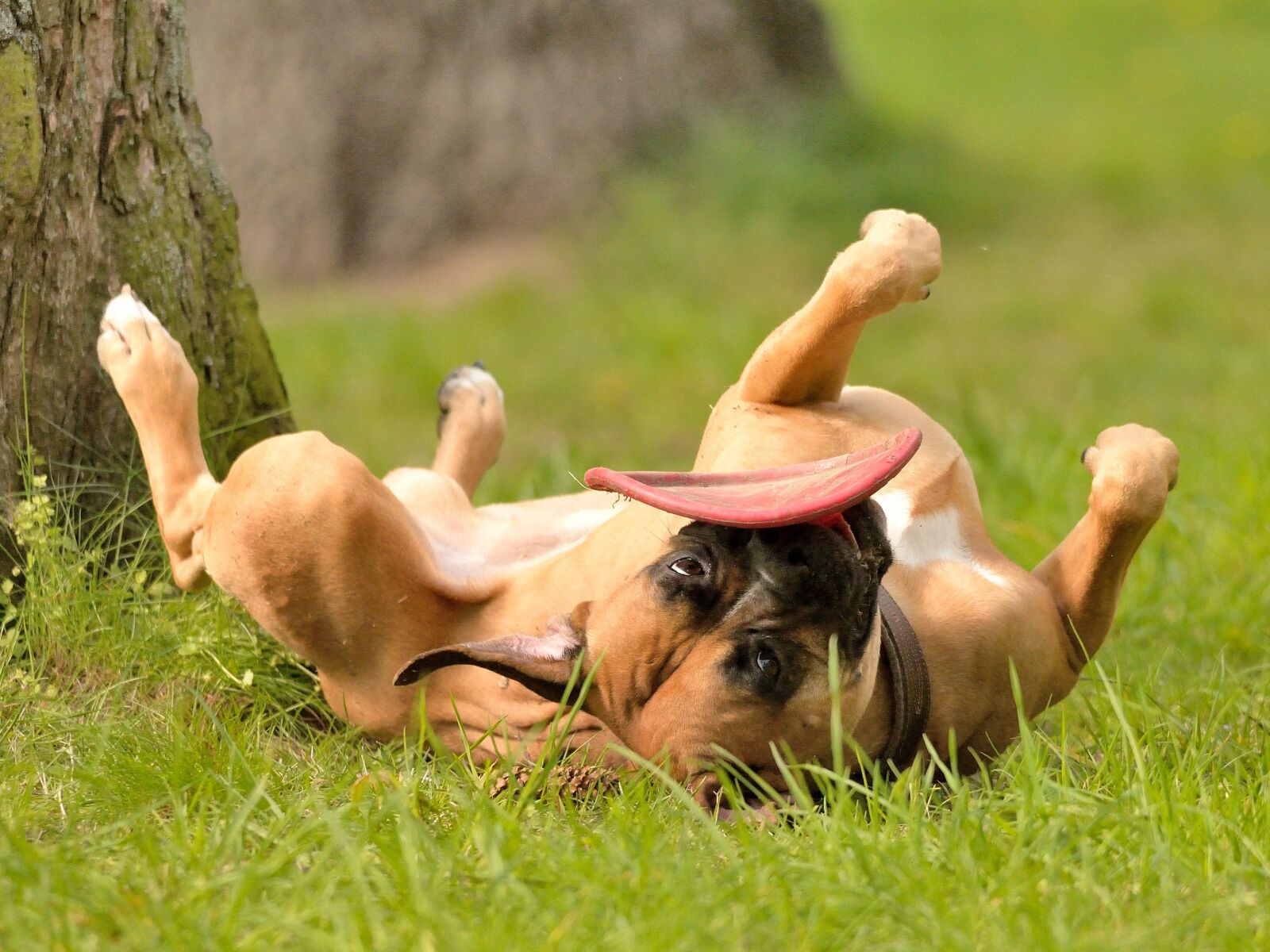 Nikon D610 sample photo. Dog, play, joy photography